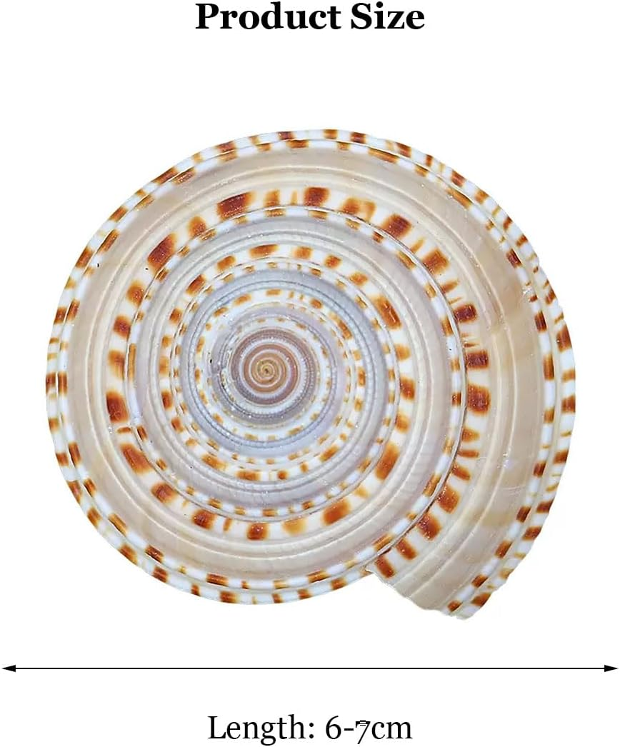 Shells,Conch Shell, Shells Natural Conch 6-7Cm Perfect for Wedding Decor Beach Theme Party, Home Decorations,Diy Crafts, Fish Tank and Shell Collectors