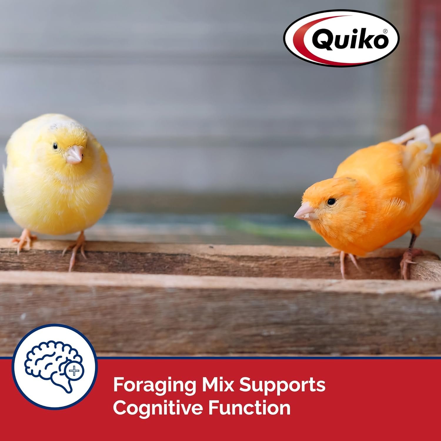 Quiko Special Red Egg Food Supplement, Red-Factor Formula with Canthaxanthin for Canaries, 1.1 Lb. Pouch image number 6