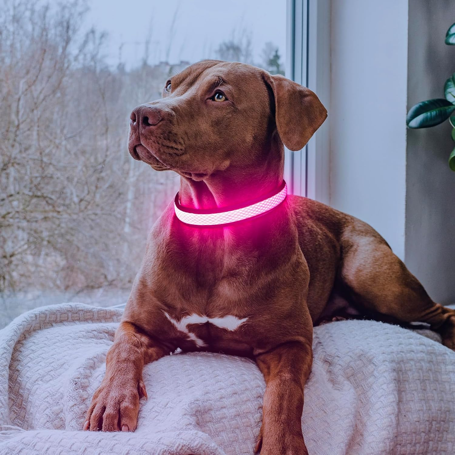 Higuard LED Dog Collar, USB Rechargeable Glowing Pet Collar Night Safety LED Light up with Nylon Webbing Perfect for Small, Medium, Large Dogs (Small Collar[8"-14" Inch / 20.3-35.5Cm], Candy Pink) image number 1