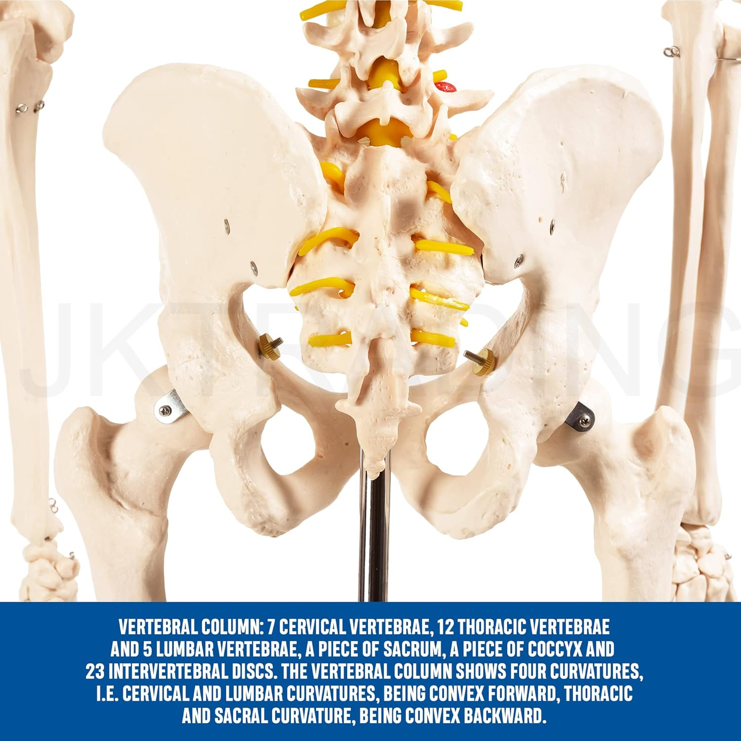 Bergmann Human Skeleton Model - 180Cm Life Size Skeleton W Spinal Nerves - Accurate Skeletal - Rolling Stand, Dust Cover - Anatomy Skeleton Medical - Articulated Skeleton Bone Model (180Cm W Nerves) image number 1