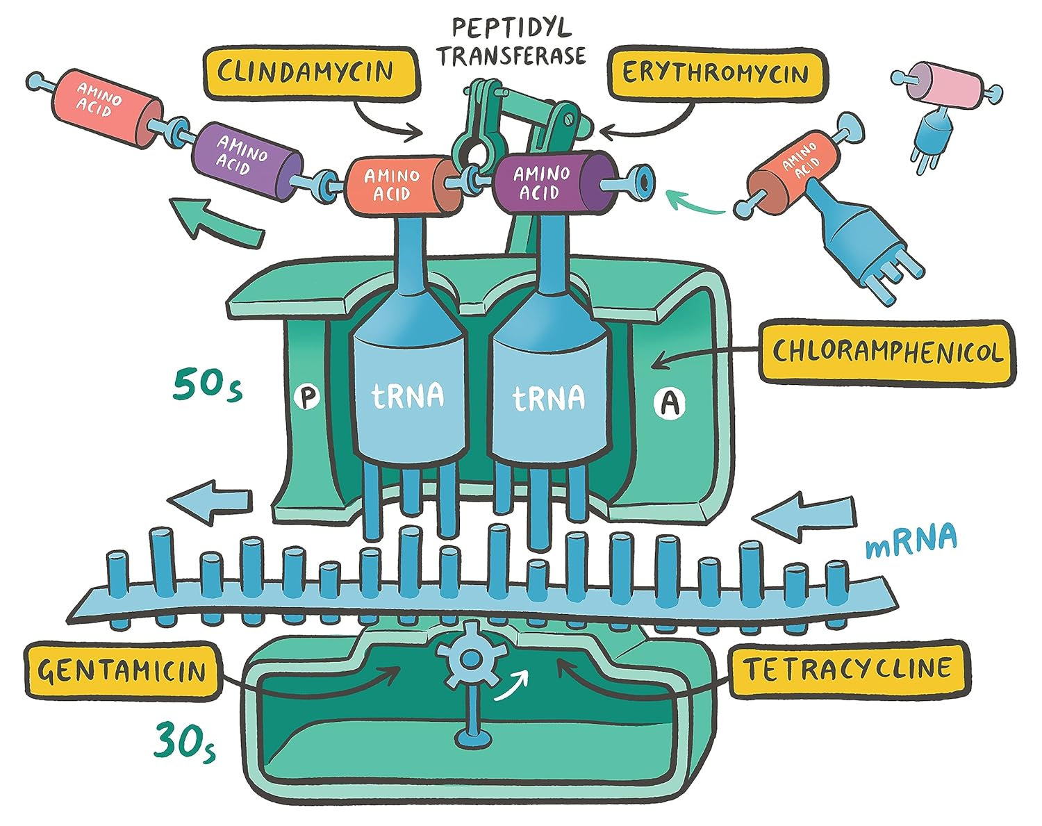 Clinical Pharmacology Made Ridiculously Simple image number 1