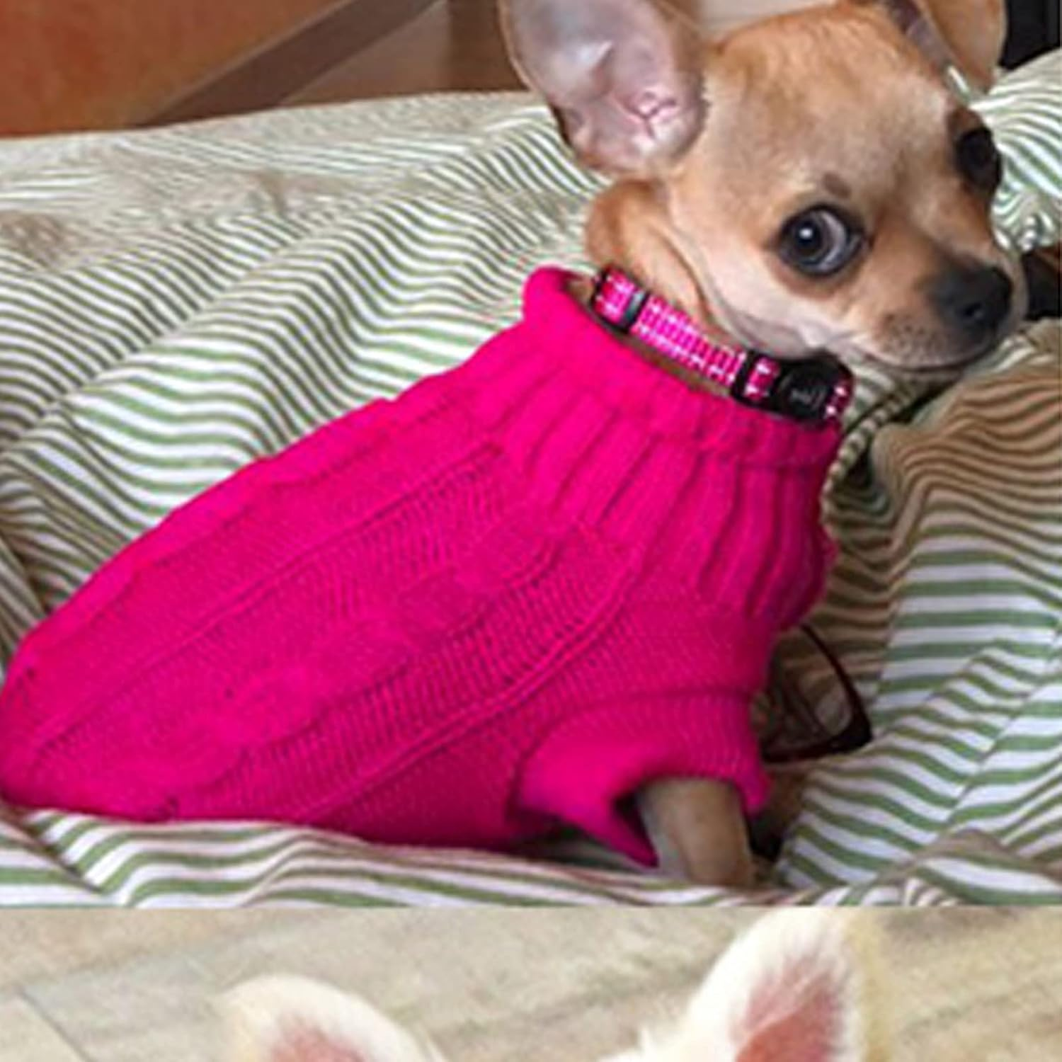 (Xs-Magenta) Small Dog Sweaters Knitted Warm Pet Cat Sweater, MH MOIHSING Soft Dog Jumpers Cute Turtleneck Knitwear Dog Sweatshirt Winter Puppy Coat Kitten Sweater Clothes for Small Dogs Doggie Cats