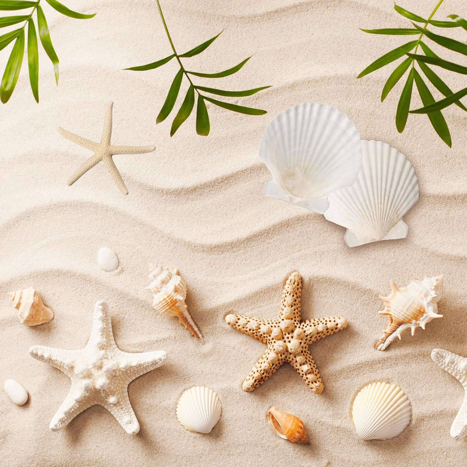 12PCS Starfish Scallop Shells for Crafts 3.5"-4.7" Large Mixed Star Seashells Bulk Fish Shells Decorations for Making Fish Tank Home DIY Decorations Wedding Decor Crafting Craft image number 3