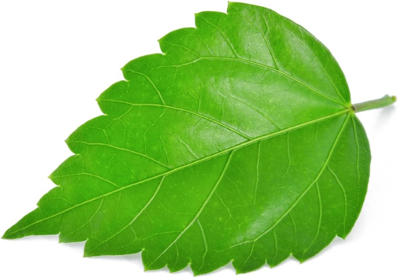 Saara HERBAL FRESH Hibiscus Leaf Powder,100G, Sembaruthi Leaf Powder, Jasus, Gudhal, Dasanamu, Chembarathi, Dasavala Leaf Powder, (Pack of 1 X 100G) image number 3