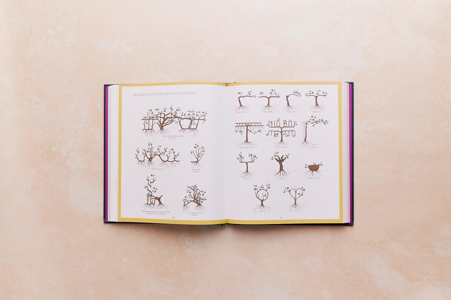 One Thousand Vines: a New Way to Understand Wine image number 4