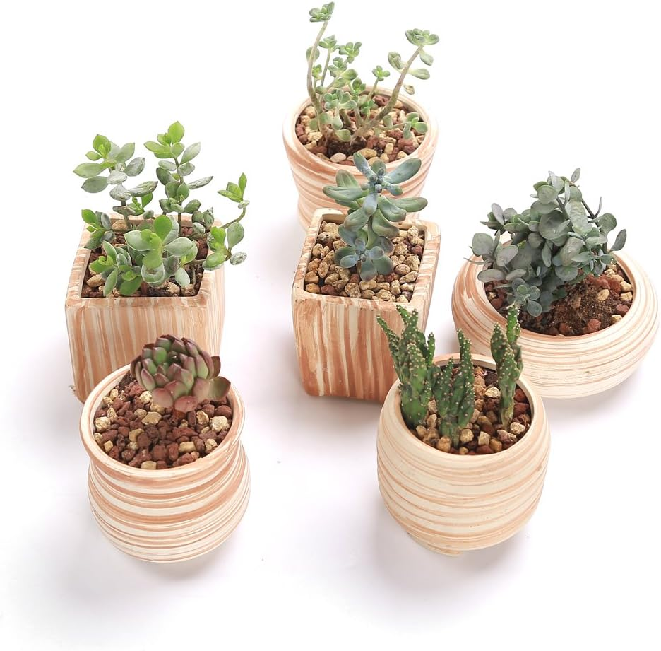 6 Pack 7.5CM Wooden Pattern Plant Pots Ceramic Planters Succulent Plant Pot/Cactus Plant Pot Flower Pot Container Planter Perfect Gife Idea image number 2