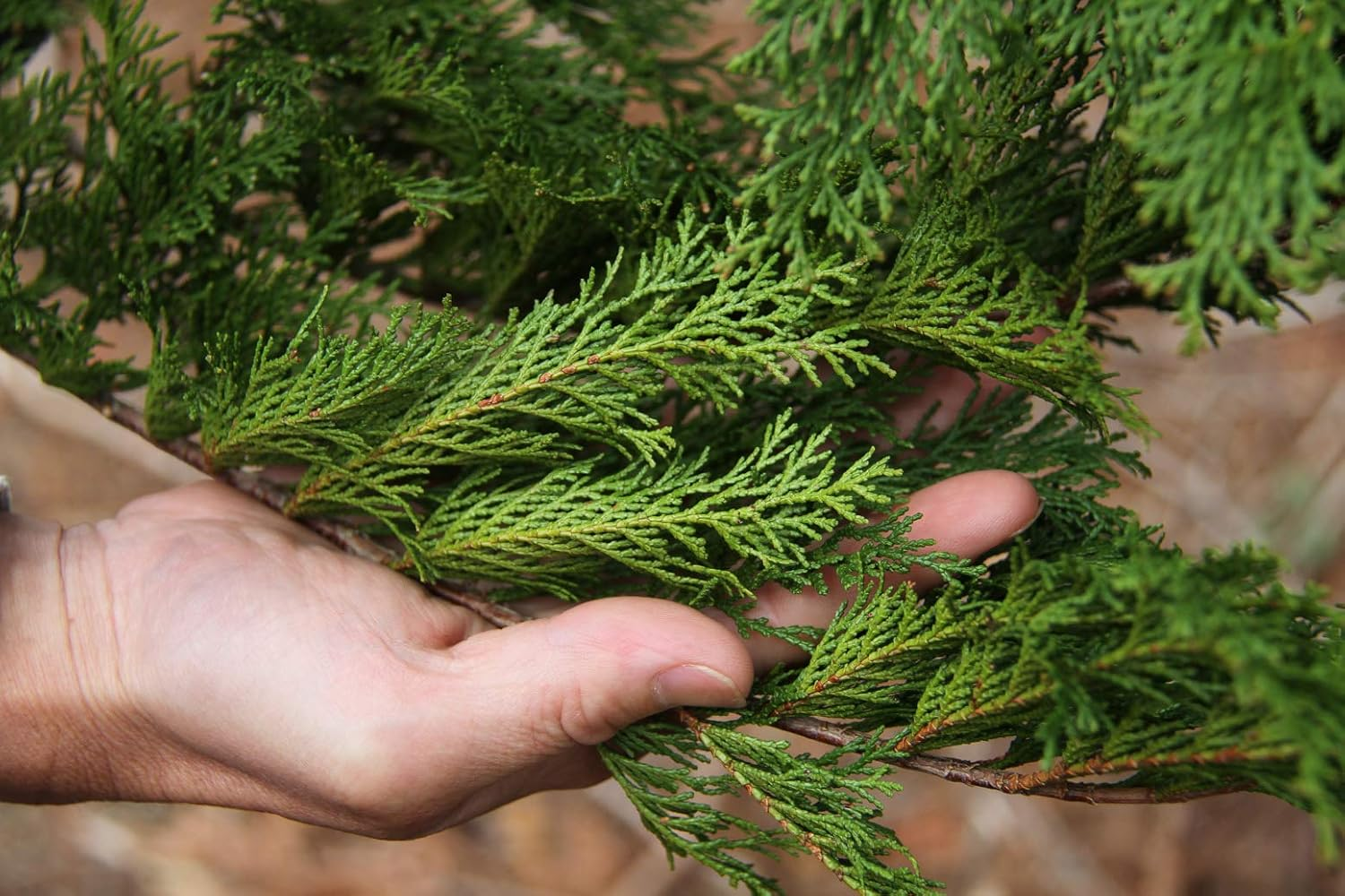 Nakano BC Kodachi Japanese Craft Gin 700 Ml image number 3