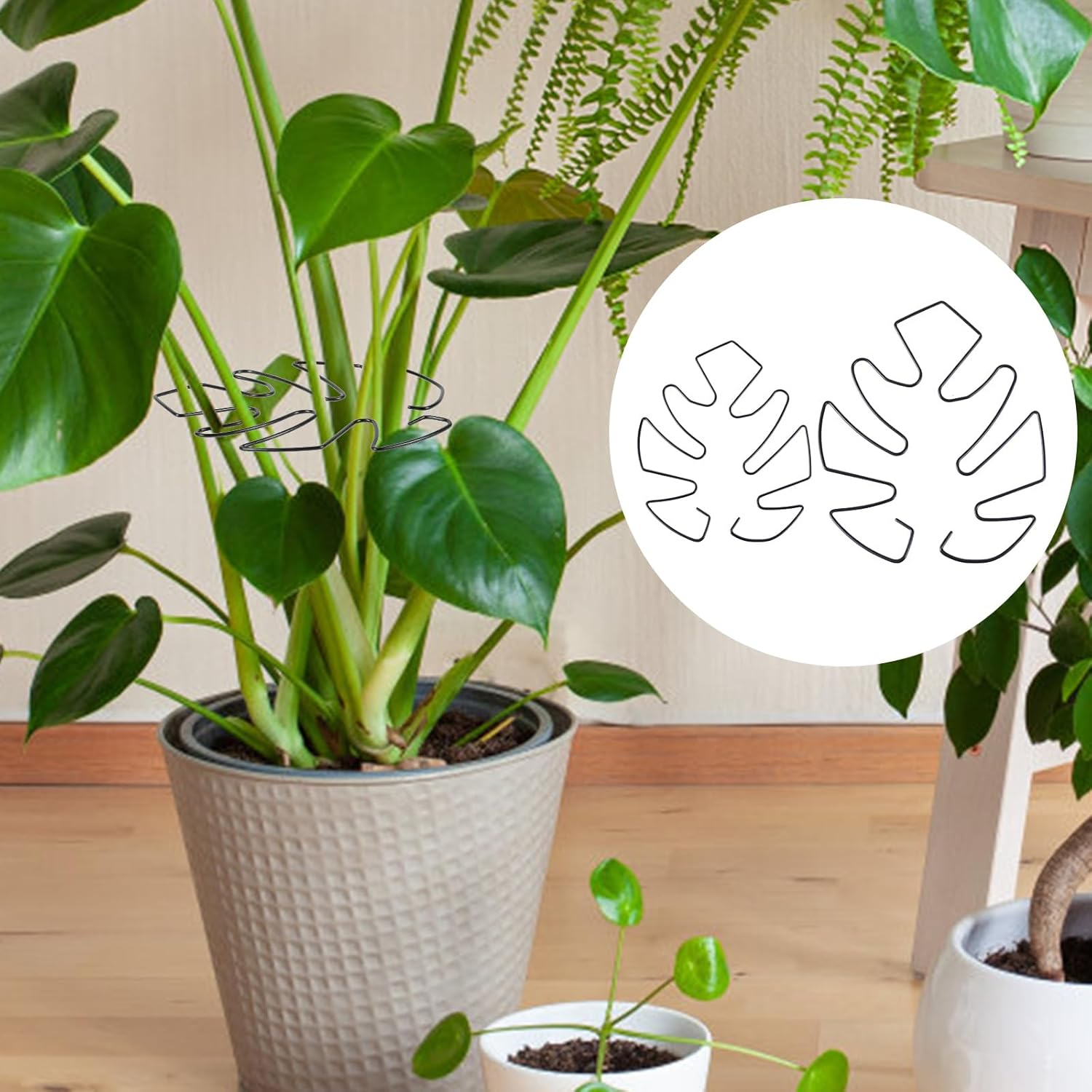 BOXOB Pack of 2 Plant Supports for Monstera Leaves, 2 Sizes Hooks to Support Climbing Plant Stems, Ideal Plant Support Monstera for Thriving Plant Growth (Black) - Black image number 3