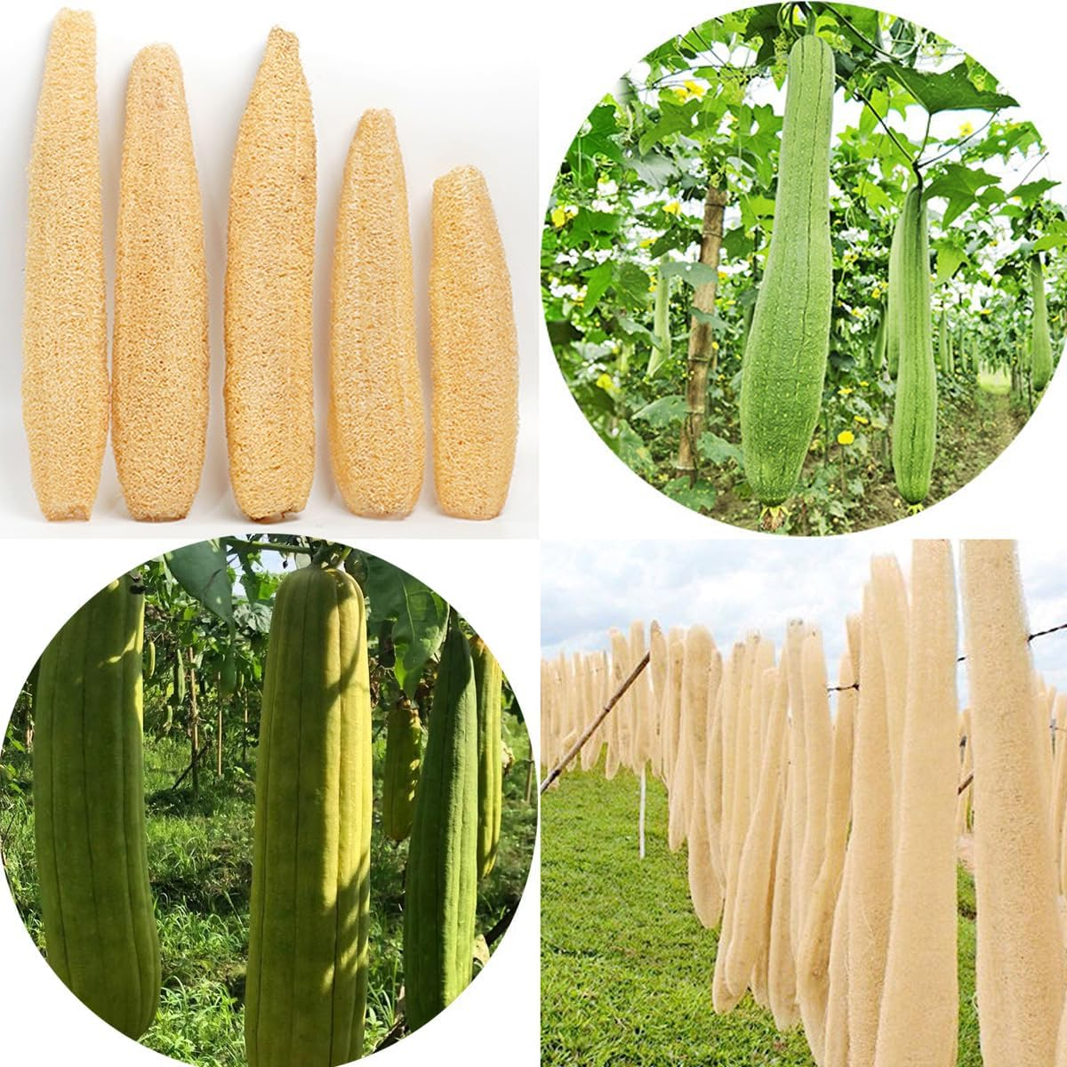 AIMALL 5-Pack Natural Loofah Sponges, Multi-Use Body and Kitchen Cleaning Loofahs, Quick-Dry & Eco-Friendly, Length 7.87-11.42 Inches, Breathable and Bacteria Resistant image number 4