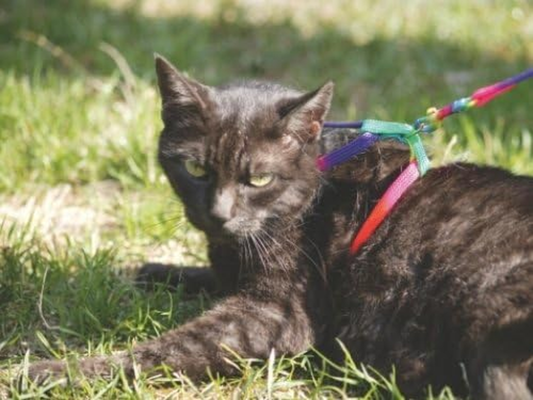 Kerbl Rainbow Harness-Set for Cats, 10 Mm/ 120 Cm image number 1