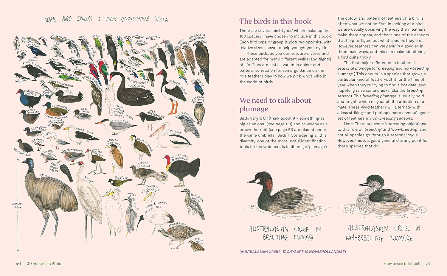 100 Australian Birds image number 3