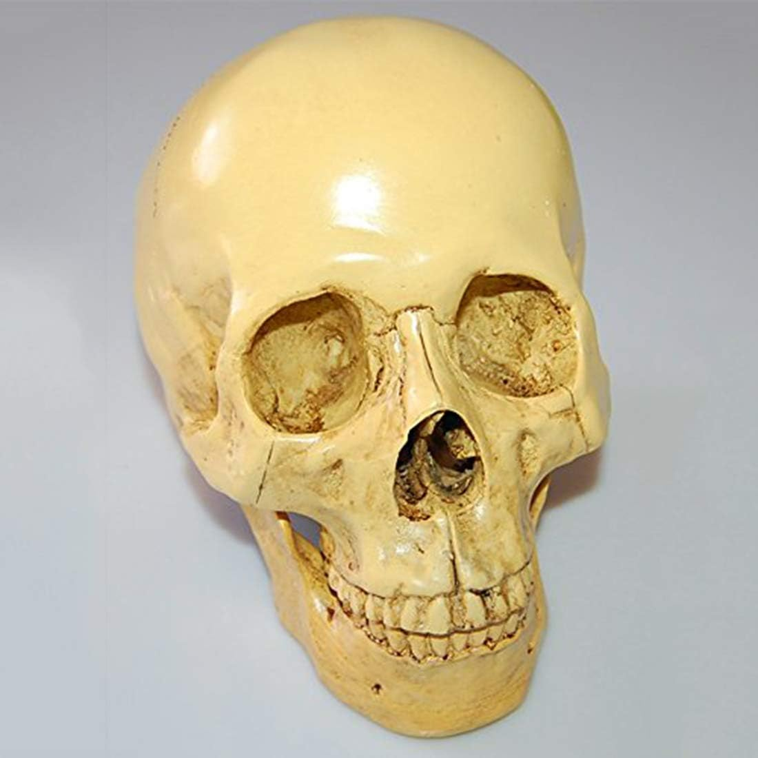 Model 1: 1 Resin Human Skull Anatomical Teaching Decoration Yellow image number 3
