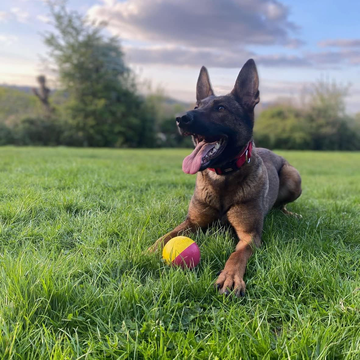 SPORTSPET Tough Bounce Natural Rubber Dog Balls - Highly Durable Tough Bounce Balls (65Mm) image number 3