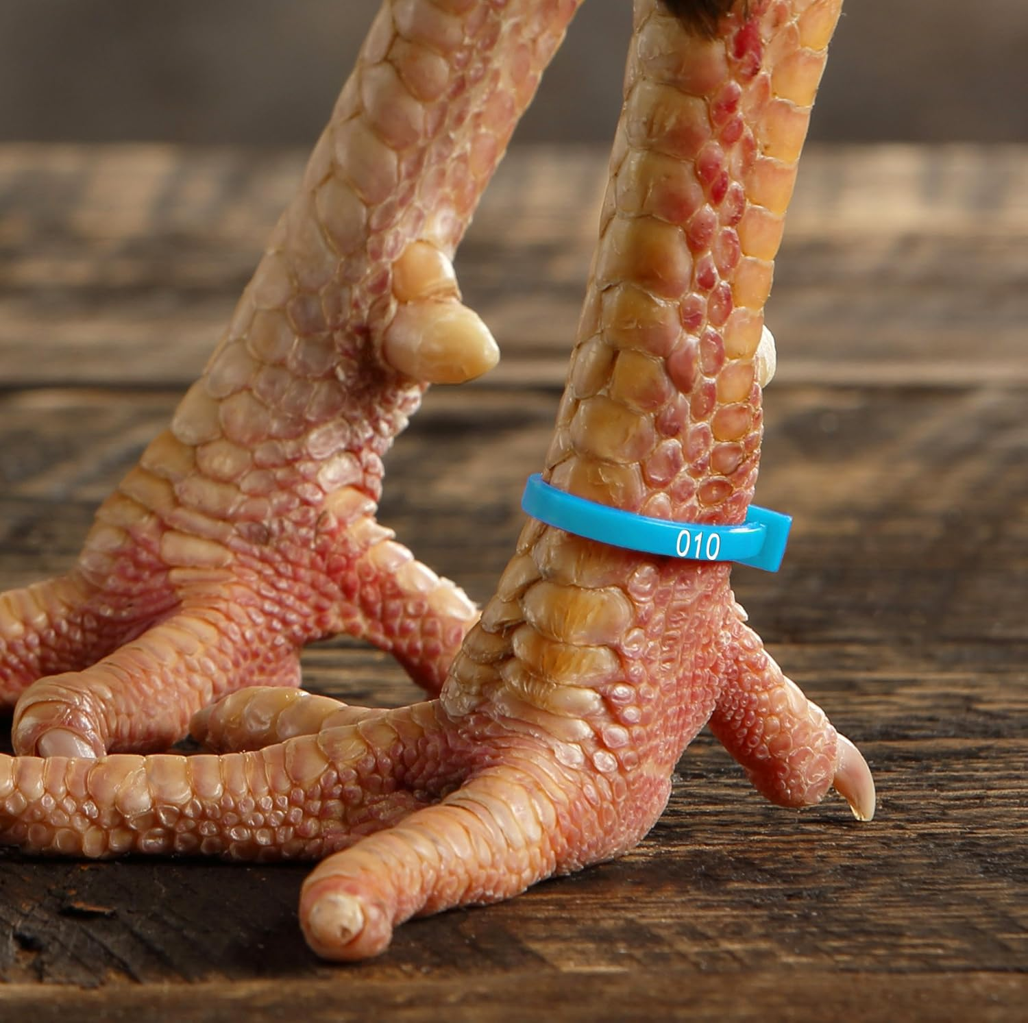 Chicken Hill 50 Zband Numbered Poultry Leg Bands Fluorescent ~ Fits Sizes 6 to 14 image number 1