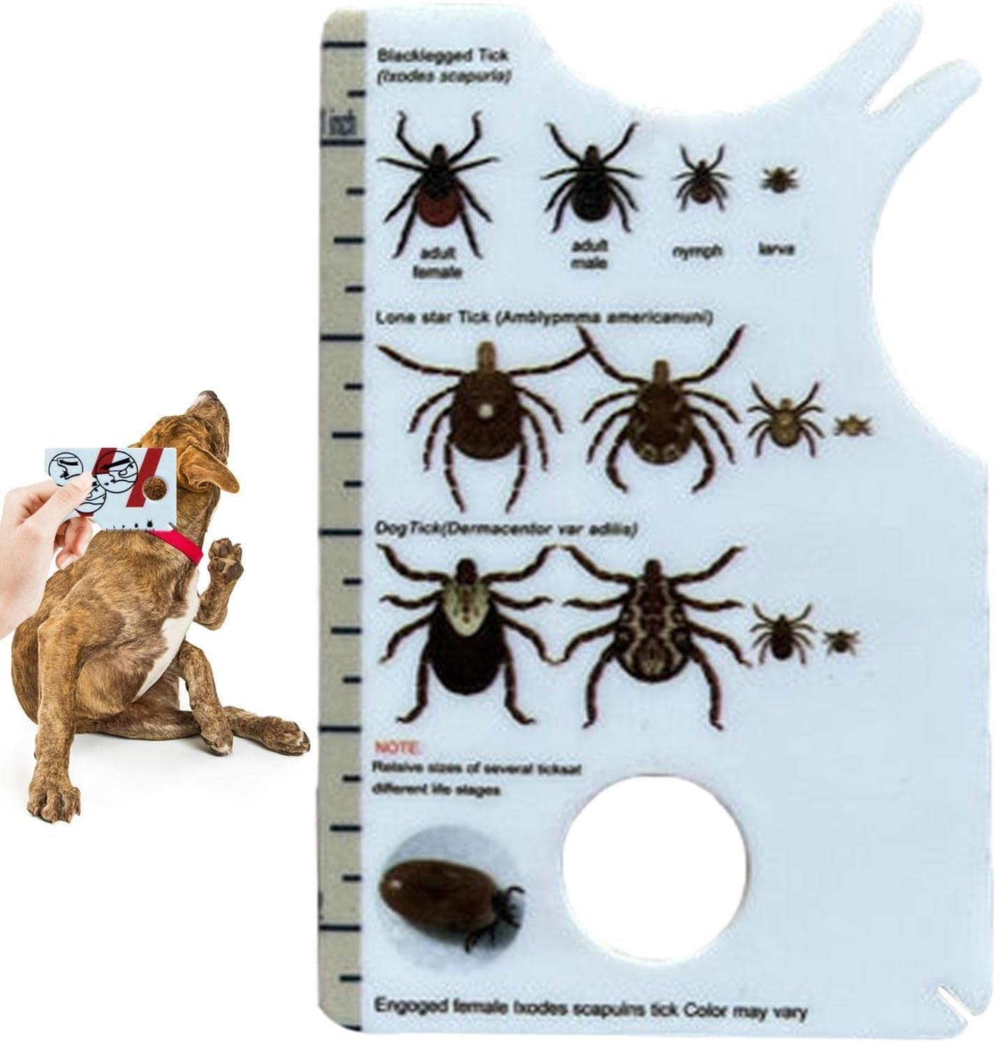 1 X Human Tick Card, Allows Easy Removal of Ticks, Tick Remover for Dogs and Cats in Handy Pocket Size, 8.5 X 5.4 X 0.1 Cm, Pest Protection, Tick Removal in Dogs