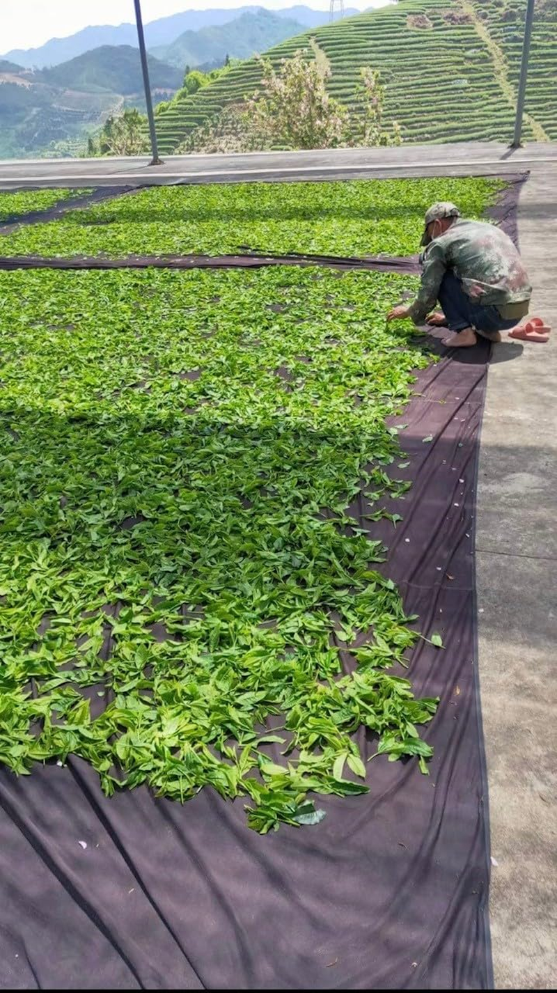 Li Shan High Mountain Oolong Tea 125G 2000 Meters above High-Altitude Pollution-Free Loose Leaves Premium Healthy Tea Beverage image number 2