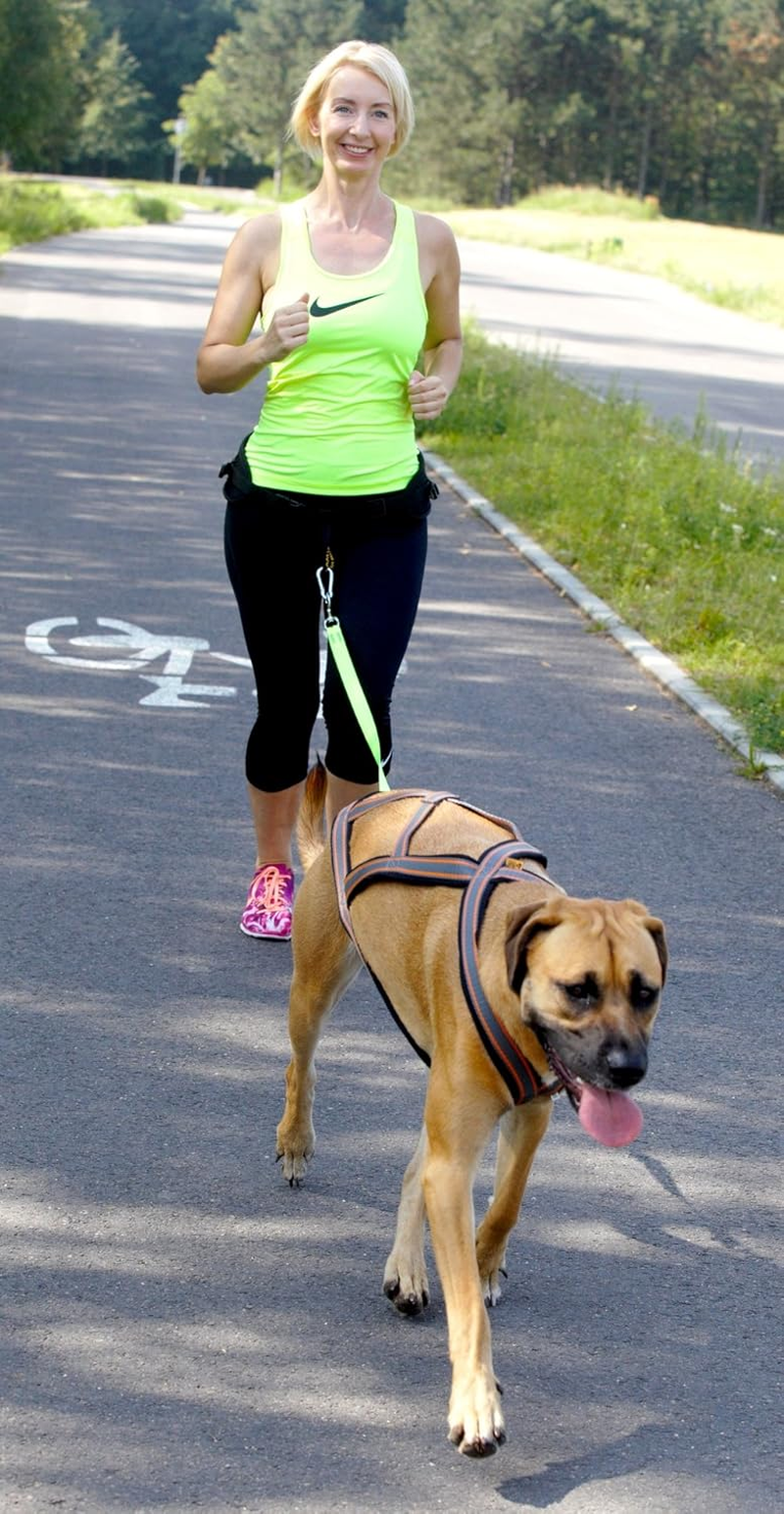 Dingo Universal Shock-Absorber Canicross Leash with 2 Hooks for Running, Jogging, Training Sport with Dog, Handsfree Lead Pink 14697