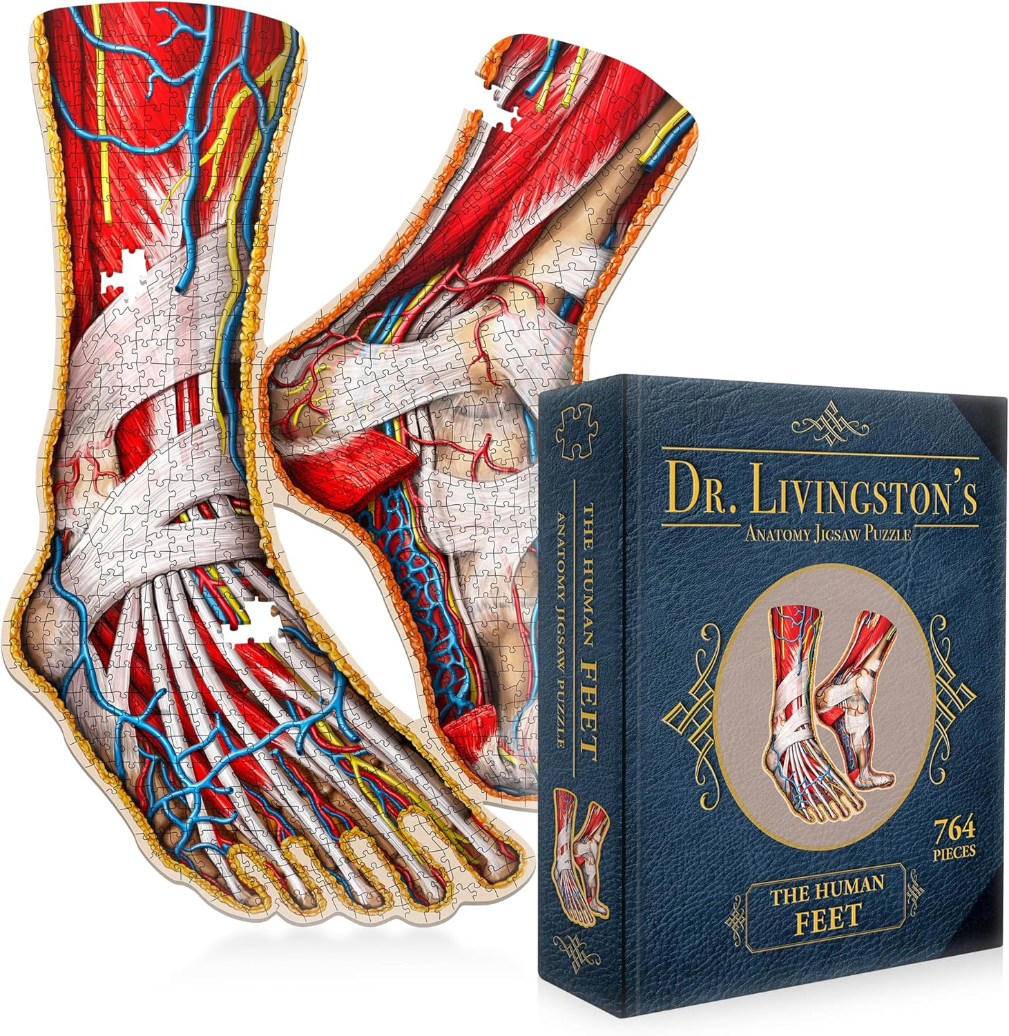 Human Feet Anatomical Floor Puzzle - Unique Adult Anatomy Jigsaw Puzzles - Medical Toy for Kids - Gifts for Doctors, Nurses, Teen - Educational Science Puzzles - Genius Games Dr. Livingston image number 5