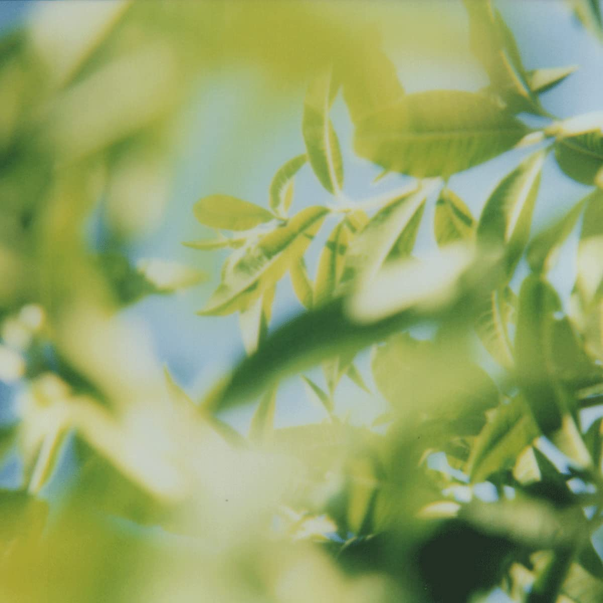 Loccitane L'Occitane Verbena Body Lotion, 250Ml image number 1