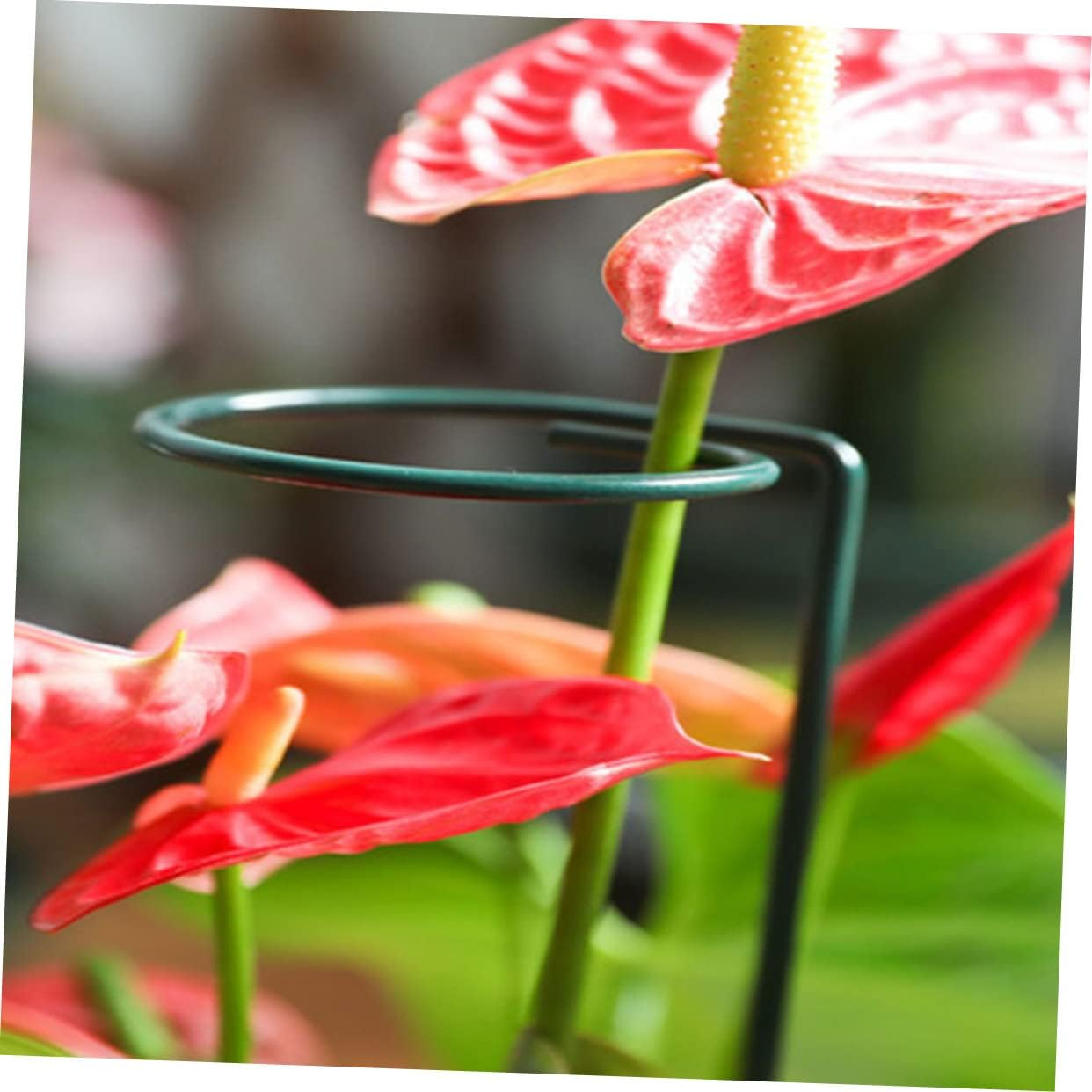 SEWOART 10Pcs Plant Support Stakes for Flower Plants and Reusable Garden Supports for Climbing and Upright for Home Gardening and Outdoor Decor image number 5