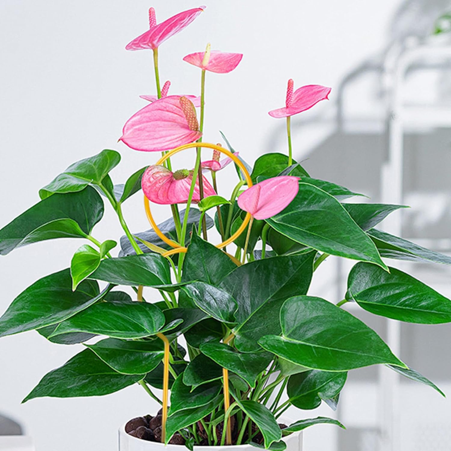 BCOATH 4Pcs Garden Trellis for Climbing Plants Support Stand for Potted Vines and Indoor Gardening for Pothos Monstera and Peppers Elegant Design image number 4