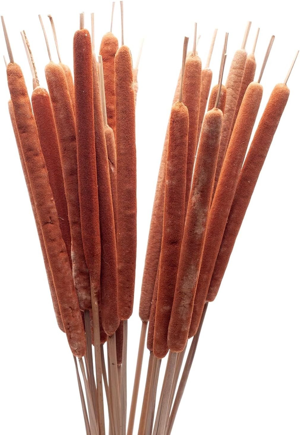 Dried Natural Cattails - 20PCS Jumbo Size for DIY Floral Arrangements and Home Office Decor - 0.75" Dia - 24 Inch Length