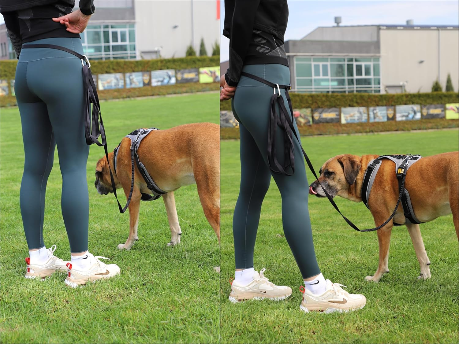 DINGO Dog Walking Belt with Shock Absorber, Large Carabiner for Excess of the Rolled-Up Leash, 6 Meters Long Lead, Adjustable Waist Belt with Plastic Buckle, Universal Size, Black (99788) image number 5