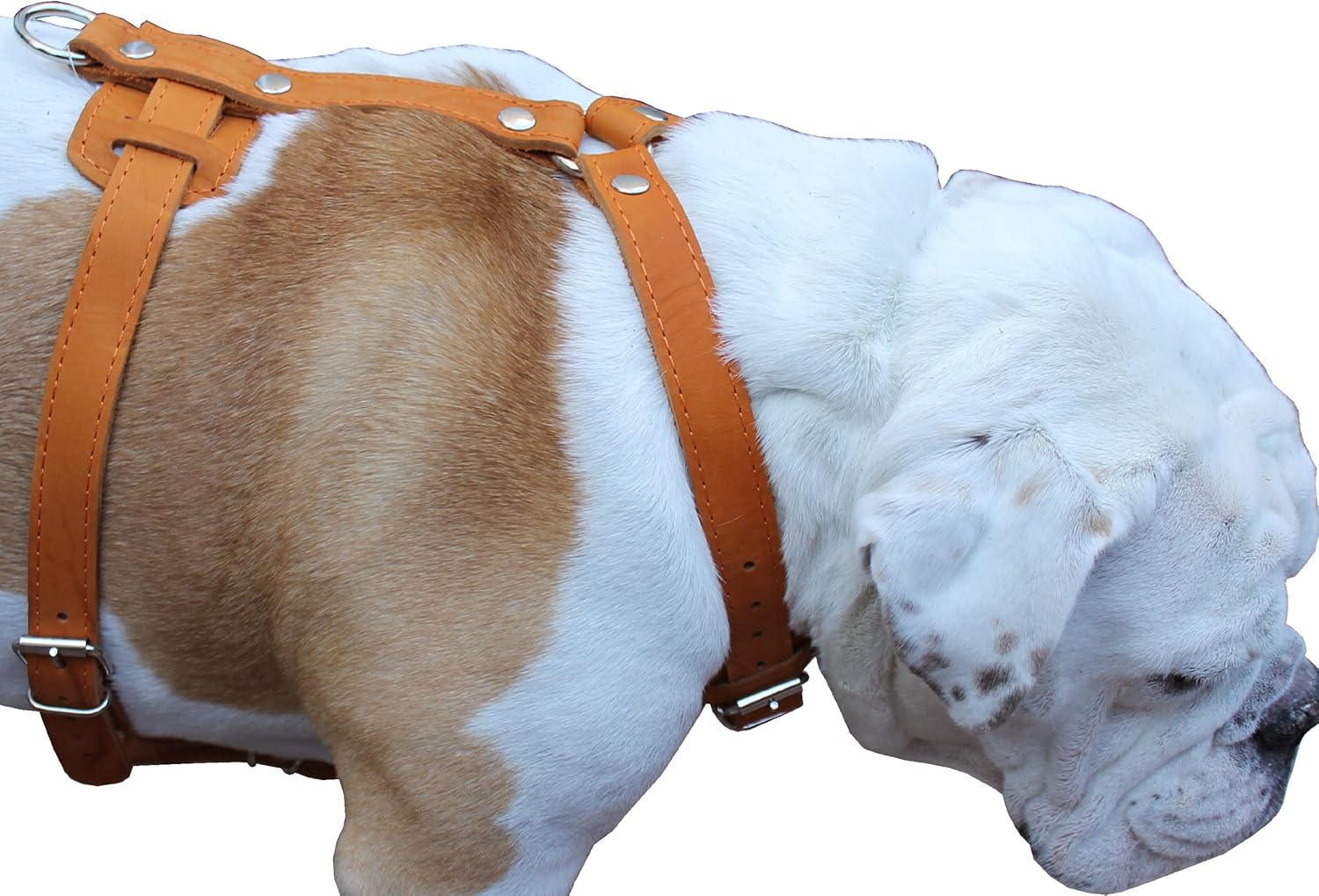 Genuine Leather Dog Harness 29-37 Chest 1 Wide Straps Doberman Pitbull Bullterrier image number 2