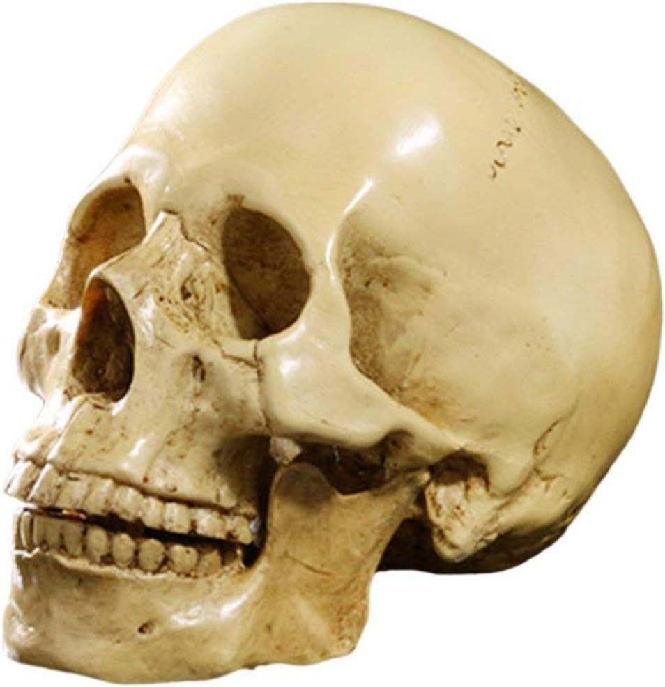 Model 1: 1 Resin Human Skull Anatomical Teaching Decoration Yellow