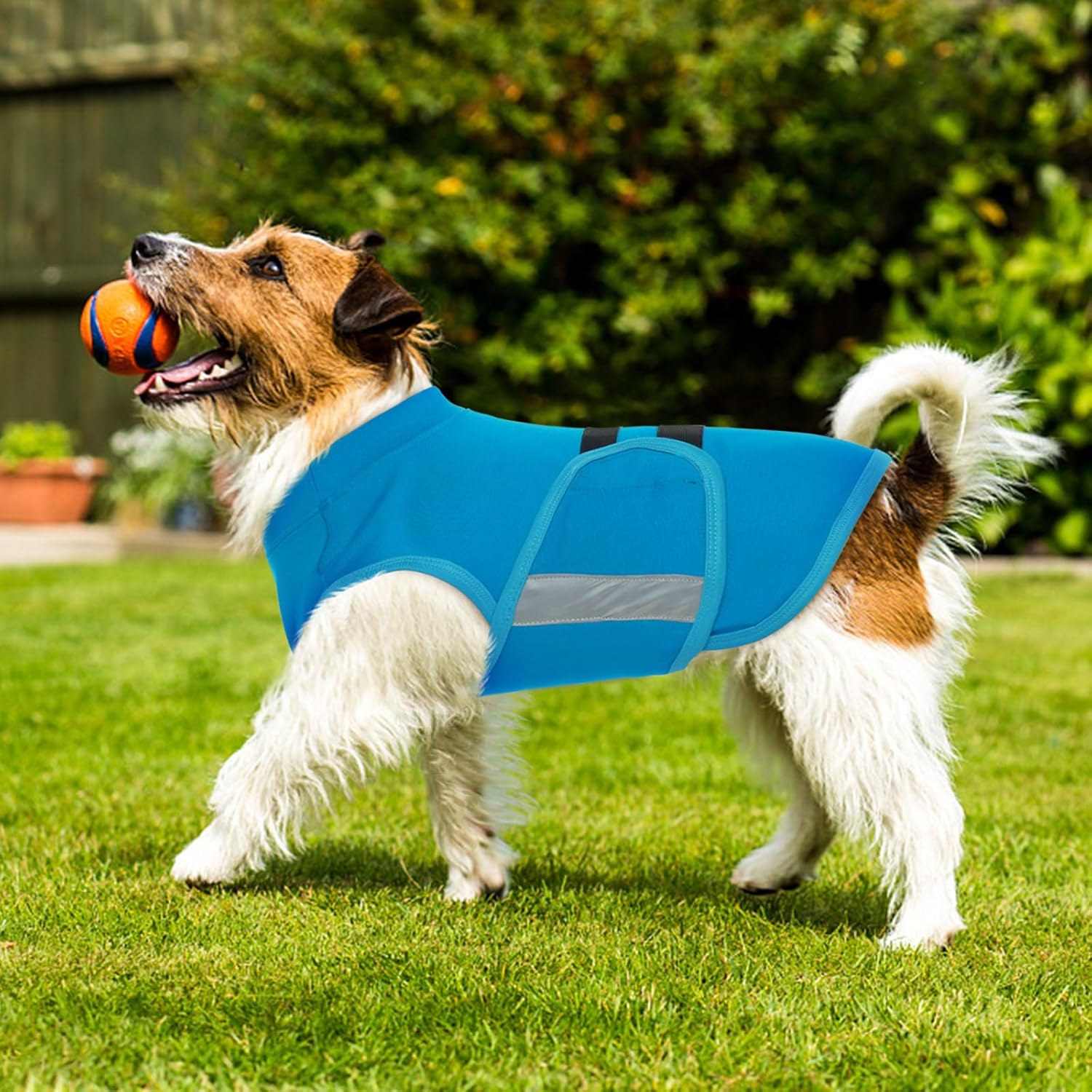 Dog Anxiety Relief Coat - Calming Vest for Small Medium Dogs | Adjustable Machine Washable Pet Anxiety Jacket for Fireworks & Travel Stress-Blue-Xs image number 1