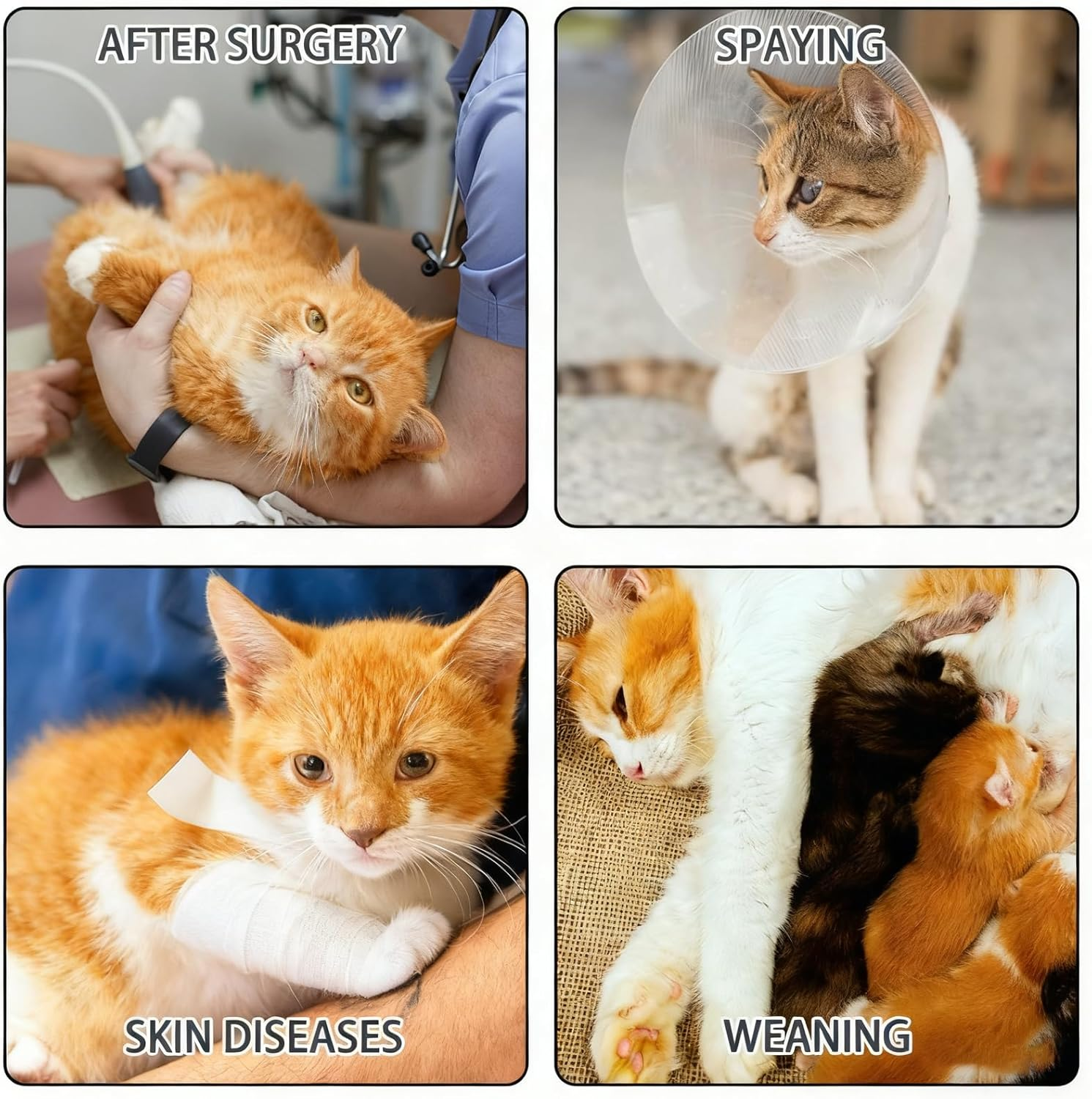 MUU Cat Recovery Suit, 2 Pack, Alternative to Surgical Shirt Collar, Breathable Onesie for Female Cats after Castu Surgery, Recovery Suit, Female Abdominal Wounds, Size M (2-4 image number 5