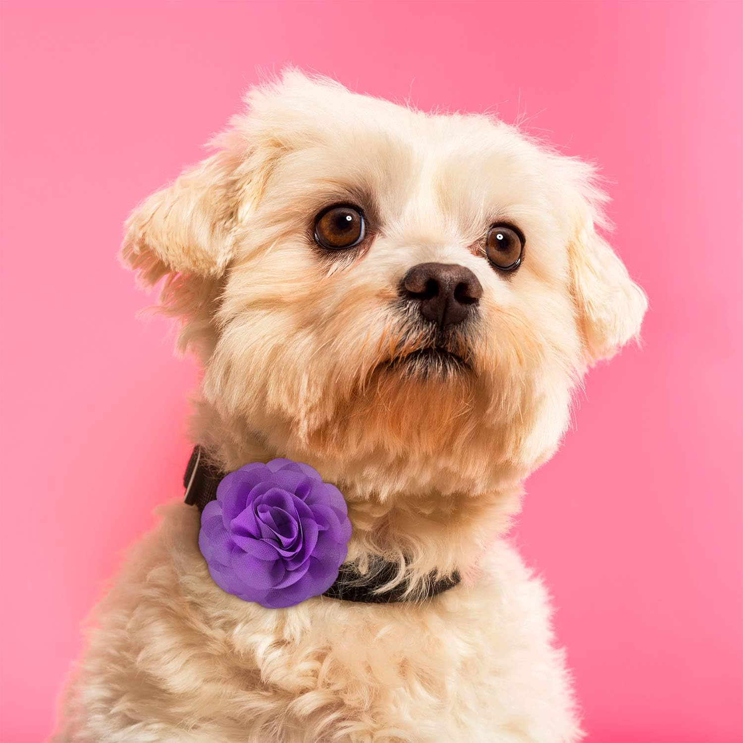 4 Pieces Dog Flower Bow Collar Multicolored Pet Bow Collar Dog Charms Flower Set for Puppy Dog Collar Cat Pet Grooming Accessories (Green, Lake Blue, Light Purple, Pink) image number 2