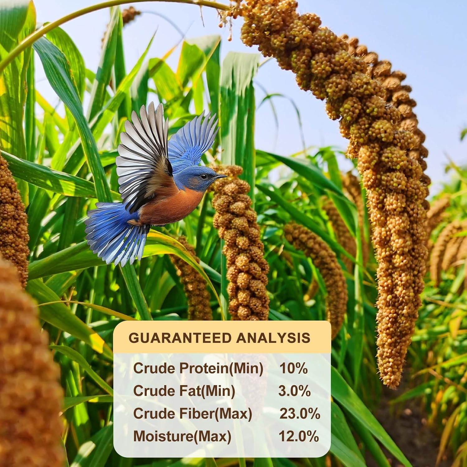 Millet Treat for Birds, Natural Sun-Dried with Stems and Edible Tops for Parakeet, Cockatiel, Budgie, Finches, Parrots, Hamster, Bird Treat image number 6