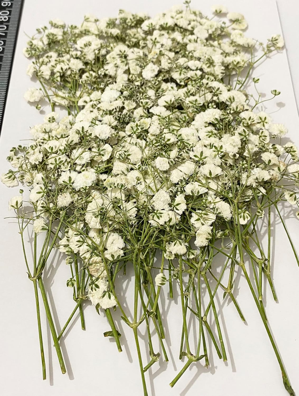 UOKWIWI 50 Pcs White Baby'S Breath Real Natural Dried Pressed Flowers for Resin Art Craft DIY Making Wedding Card Home Party Decor image number 3