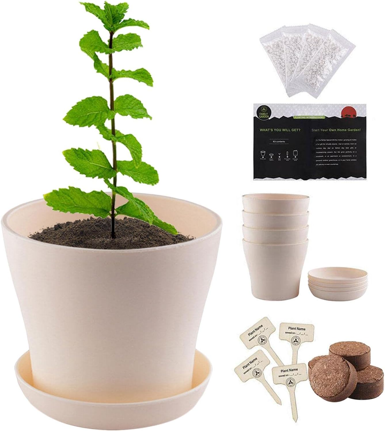 Mini Bonsai Herbs Growing Kit, Indoor Herb Plant Planting Kit, Novice Gardening Growth Kit, Indoor Plant Growing Starter Kit, DIY Kitchen Grow Kit for Women & Men image number 2