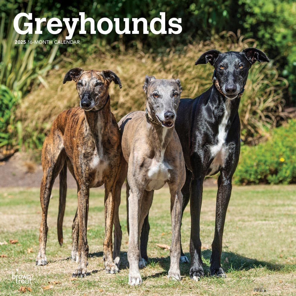Greyhounds | 2025 12 X 24 Inch Monthly Square Wall Calendar | Plastic-Free | Browntrout | Animals Dog Breeds image number 4