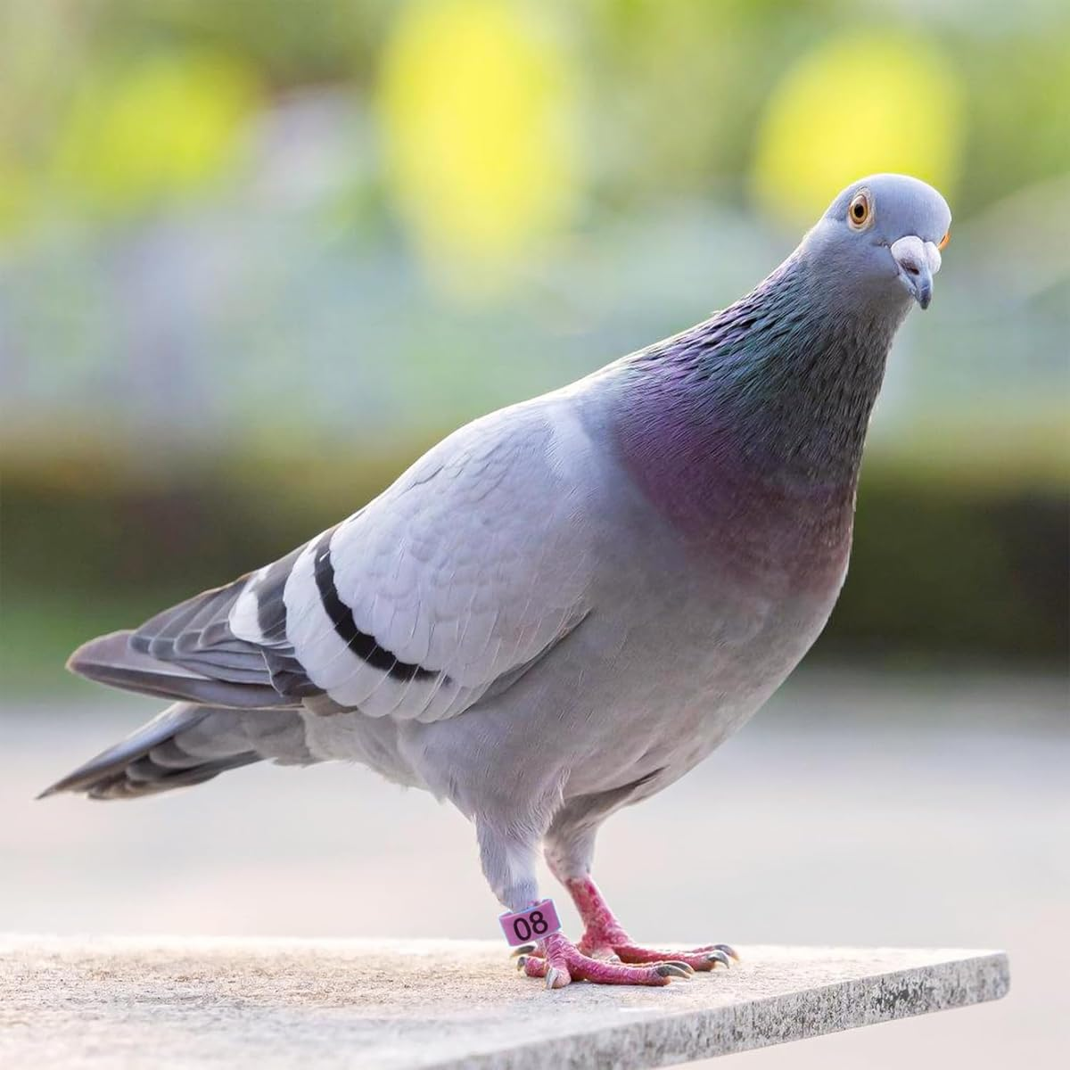 AIMALL 100 PCS Pigeon Bayonet Digital Foot Ring, 10Mm Pigeon Leg Band for Breeding and Racing, Durable Plastic Material, Easy to Use - Dark Blue image number 4