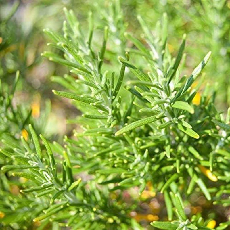 NEAL'S YARD REMEDIES Seaweed Shampoo 200Ml (X1)