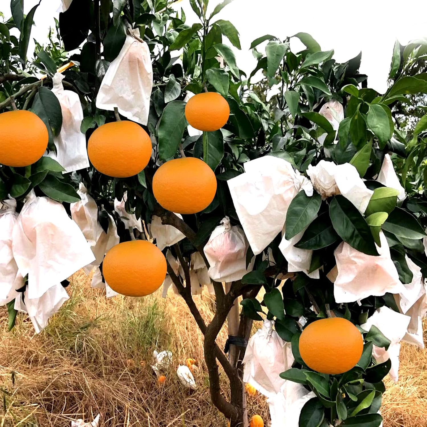 Houwana Fruit Protection Paper Bags 100Pcs White Protection Cover Bags 6.2X7.7Inch, Fruit Bags for Fruit Trees, Orchard, Trees, Frost, Plants (16X20) image number 3