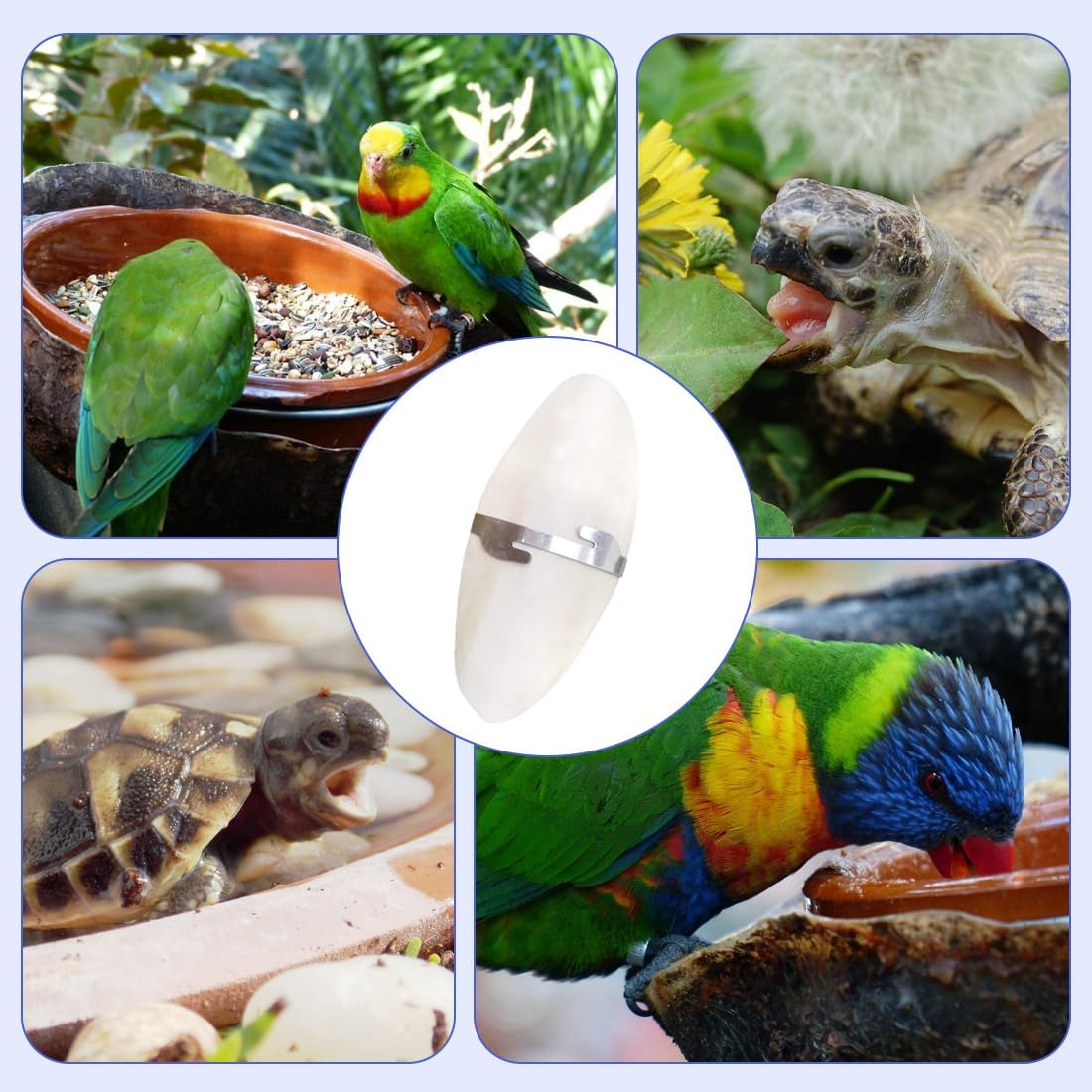 Pack of 2 Sepia Bowls Birds Chewing Toy Parrots Chew Toy Octopus Sepia Bones with 2 Pieces Metal Holder for Turtles Birds Snails 15 Cm image number 1