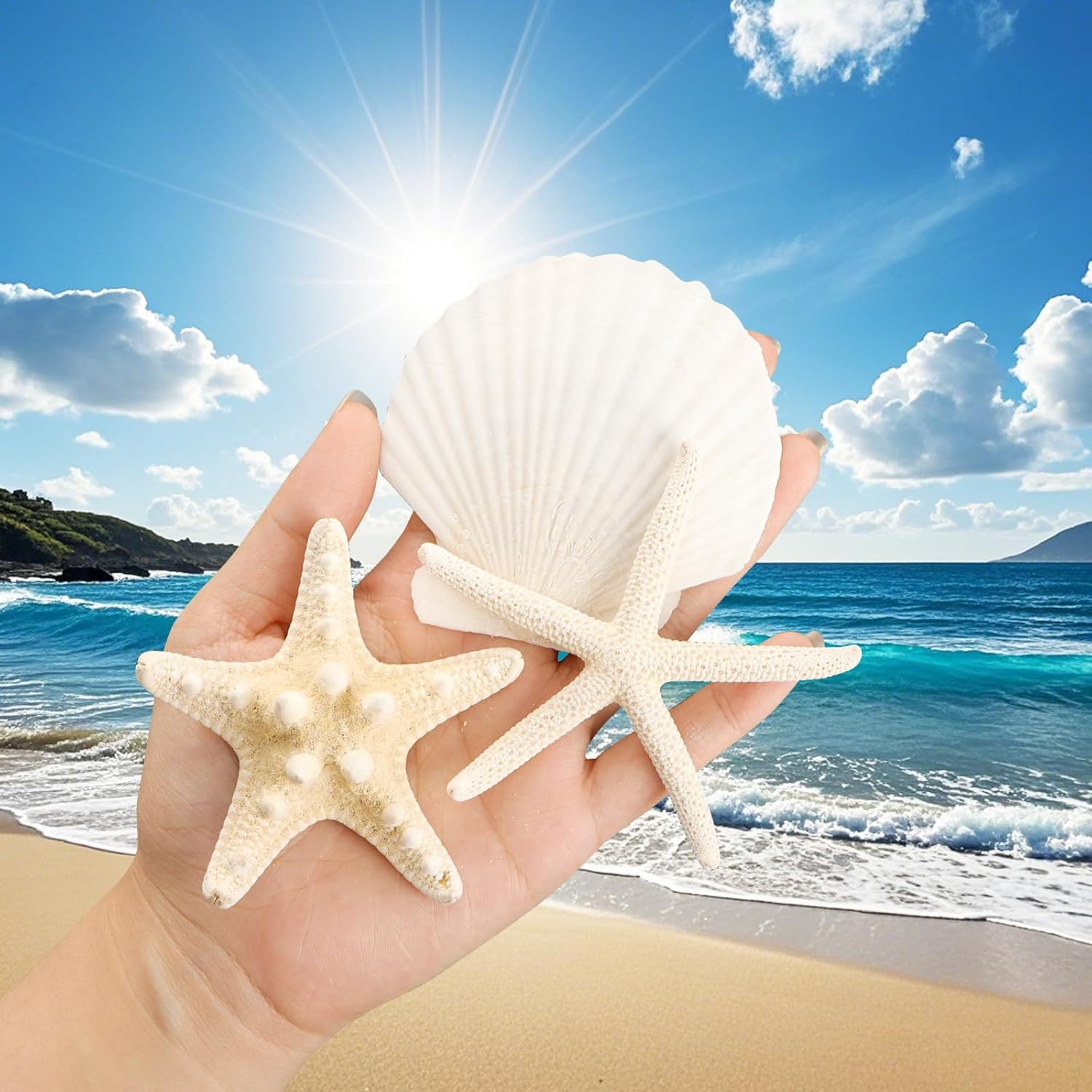 12PCS Starfish Scallop Shells for Crafts 3.5"-4.7" Large Mixed Star Seashells Bulk Fish Shells Decorations for Making Fish Tank Home DIY Decorations Wedding Decor Crafting Craft image number 2