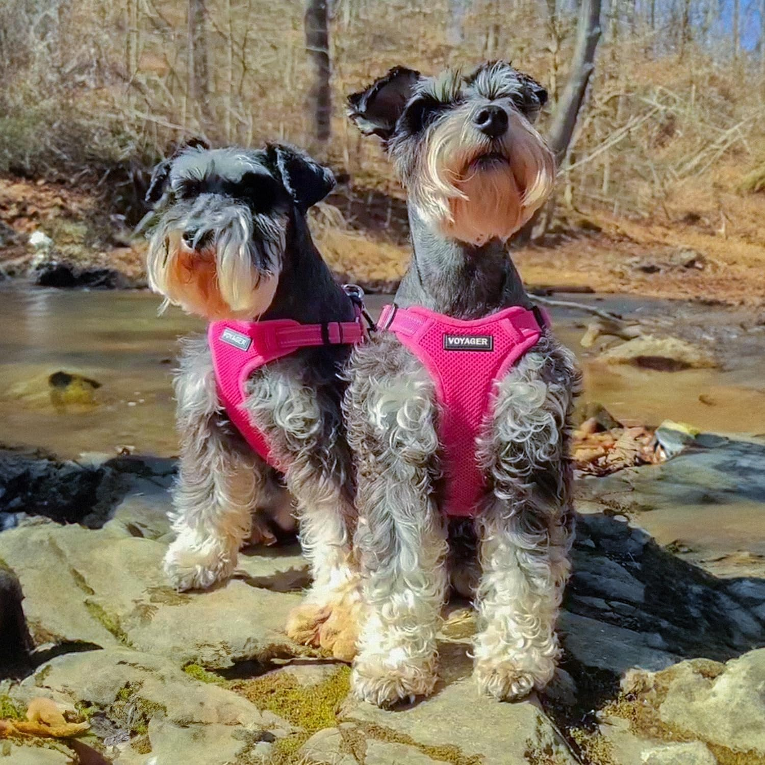 Best Pet Supplies Voyager Step-In Flex Dog Harness - All Weather Mesh, Step in Adjustable Harness for Small and Medium Dogs Fuchsia, Small image number 2