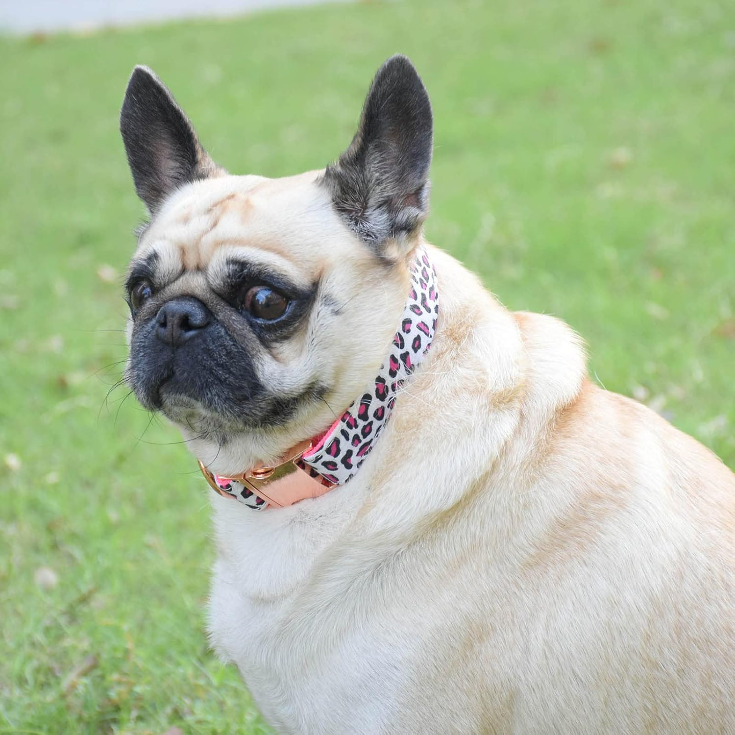 Metal Buckle Dog Collar, Durable Adjustable Dog Collar Soft for Small Medium Large Dogs (S(10-14In), Pink Leopard) image number 7