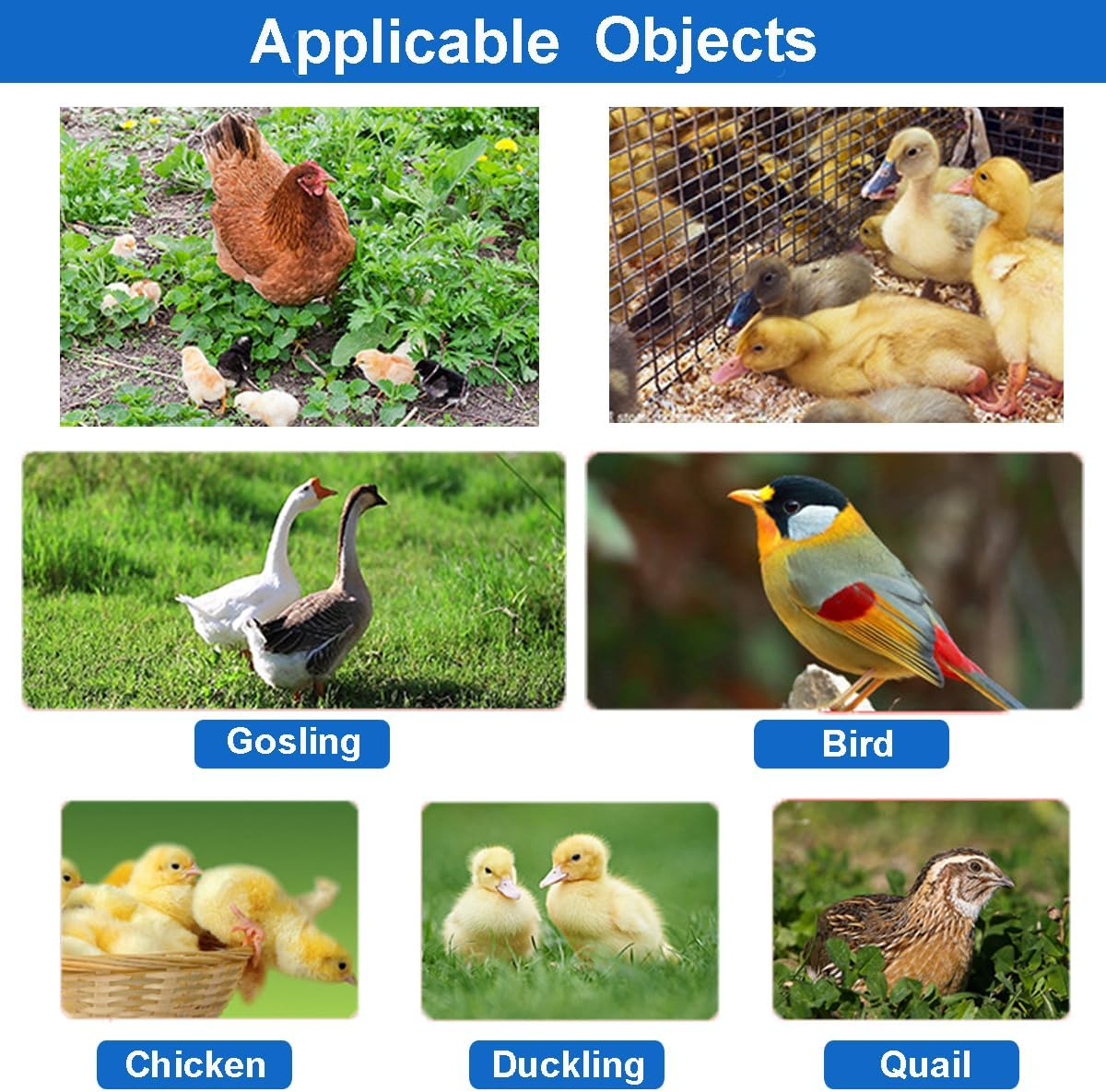 Automatic Chicken Feeder and Chicken Waterer Kit,160G Chick Feeder and 160Ml Chick Waterer,Chicken Water Dispenser,Chicken Drinker,Easy Clean Plastic Feeding and Watering Feeder for Chicks image number 5