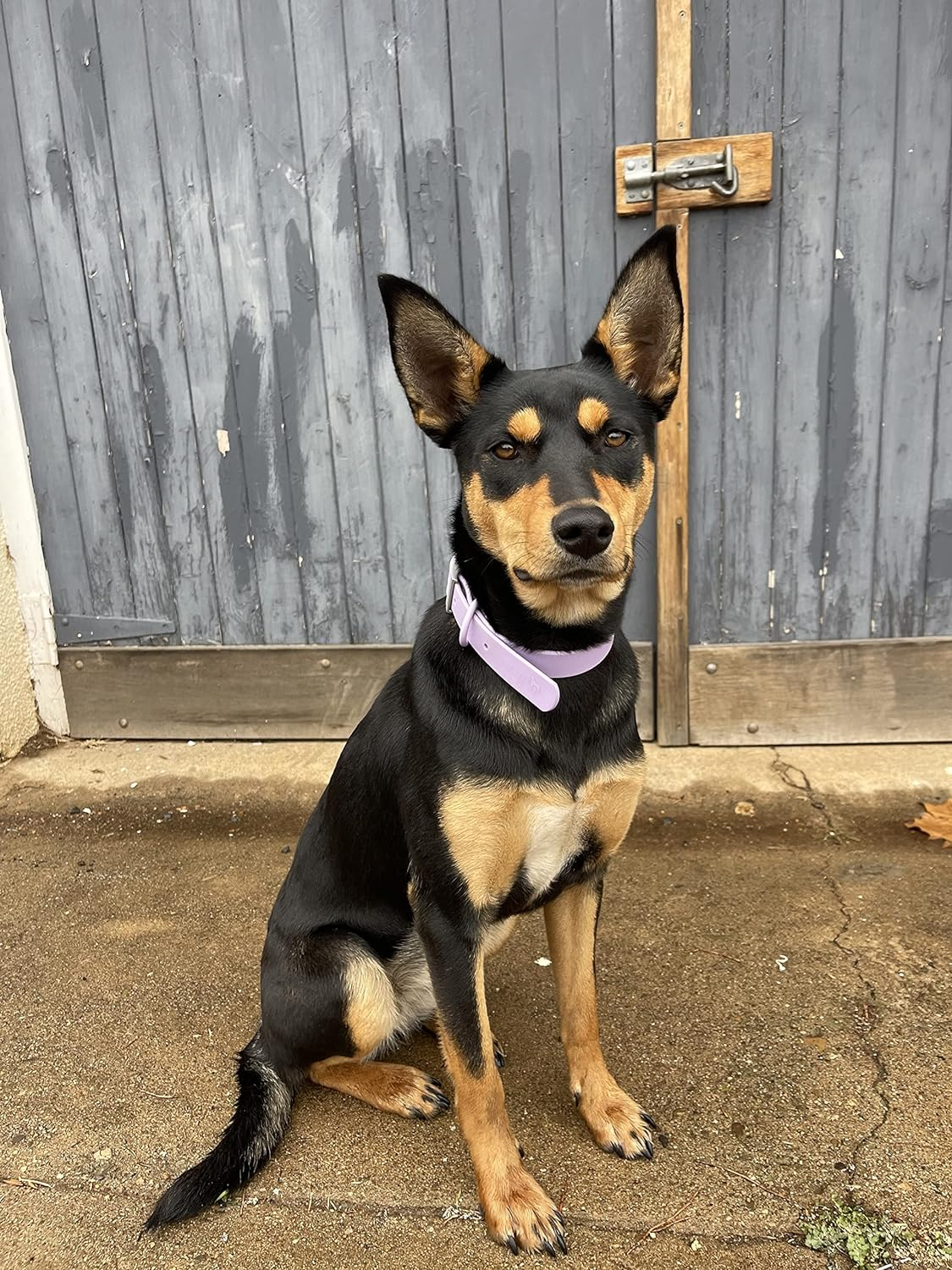 DROVERS Dog and Co Premium Range Biothane&reg;Super Tuff Dog Collars- Mauve (Small)