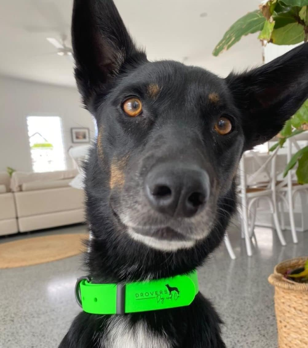 DROVERS Dog and Co Super Tuff Collars - Green - Stink Proof - Maximum Strength - Easy Clean (Small) image number 3