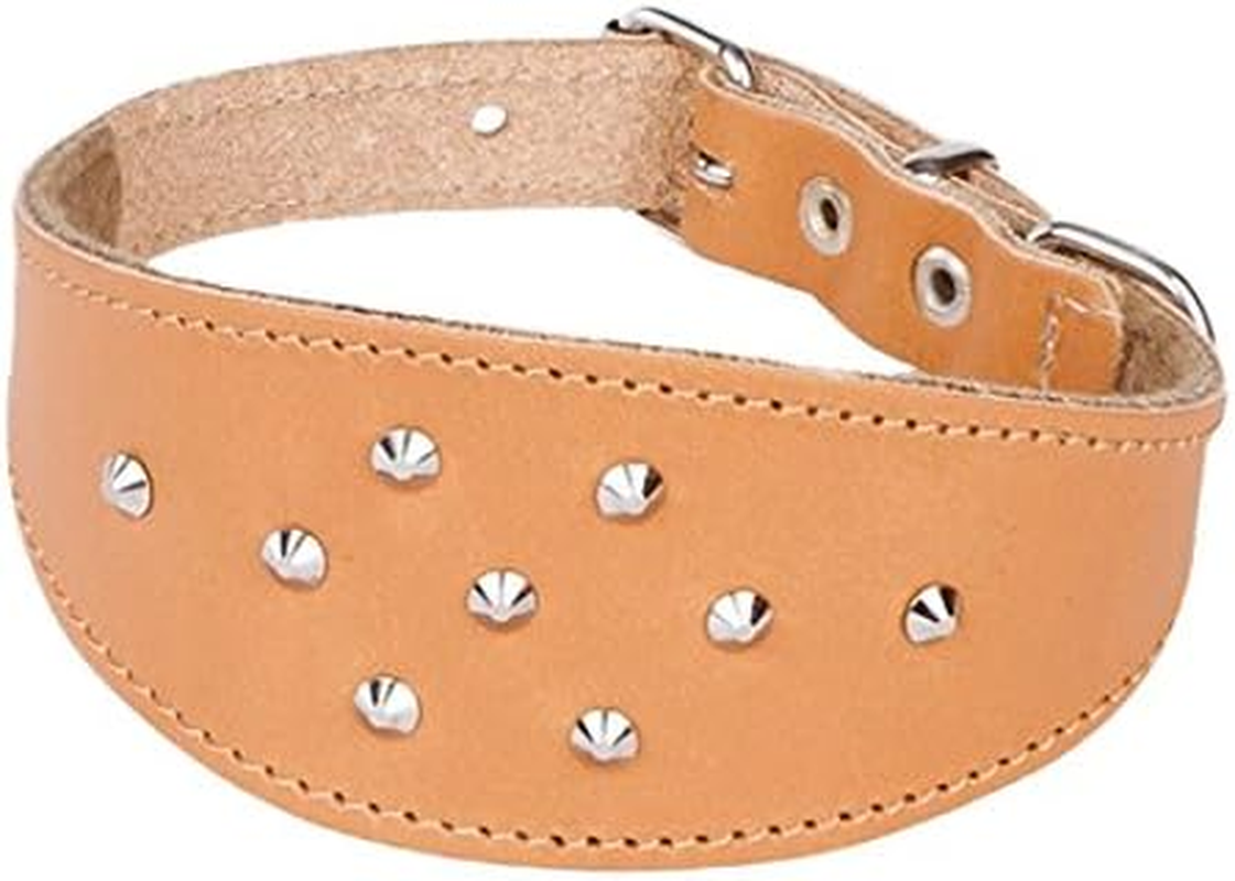 Dingo Decorative Black Leather Collar with Studs for Hound, Whippet, Pariah, Sighthound, Pointer and Other Gun Dog Breeds 12384