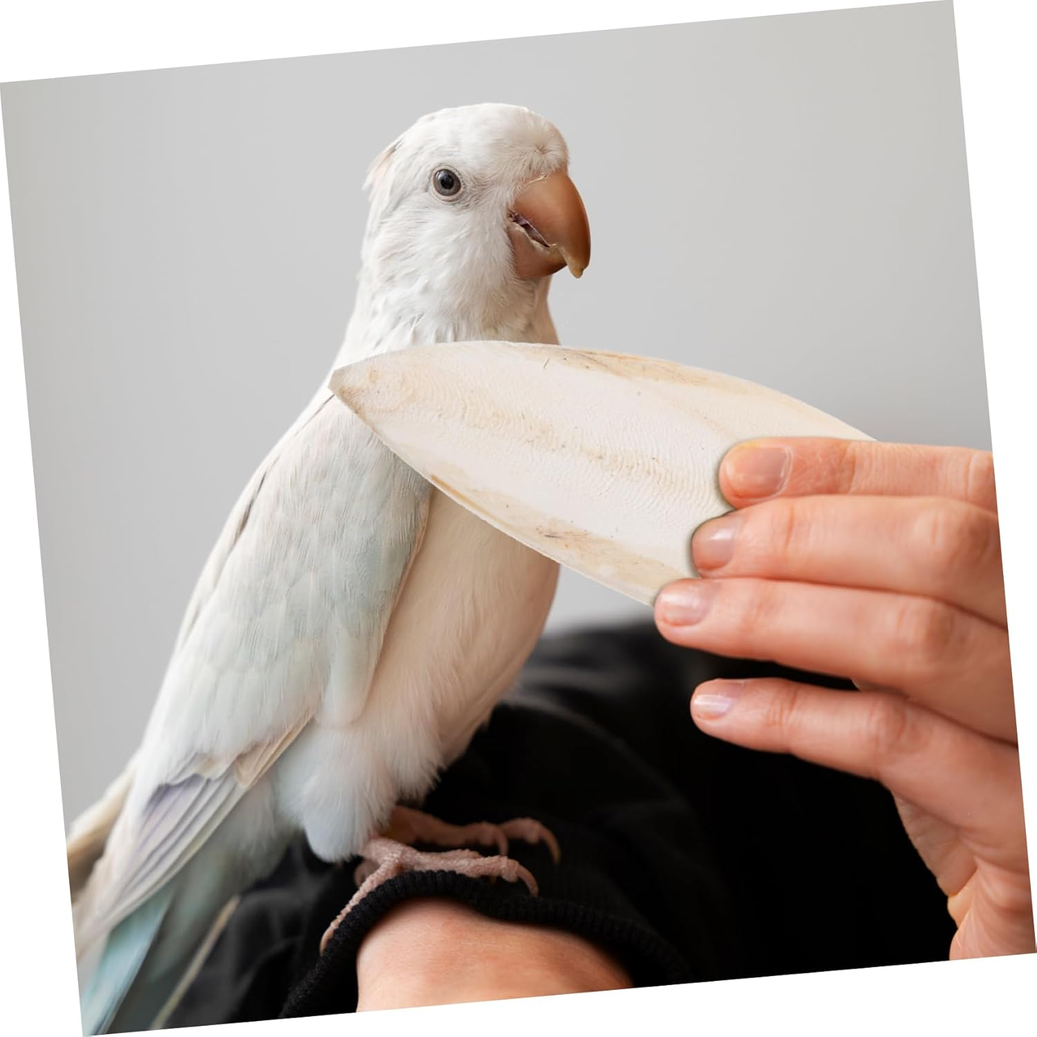 Luxshiny 6 Pcs Natural Cuttlefish Bone Chewing for Birds Safe Polished Bird Cage Accessories for Cockatiels Parrots Promotes Healthy Beak Development image number 1