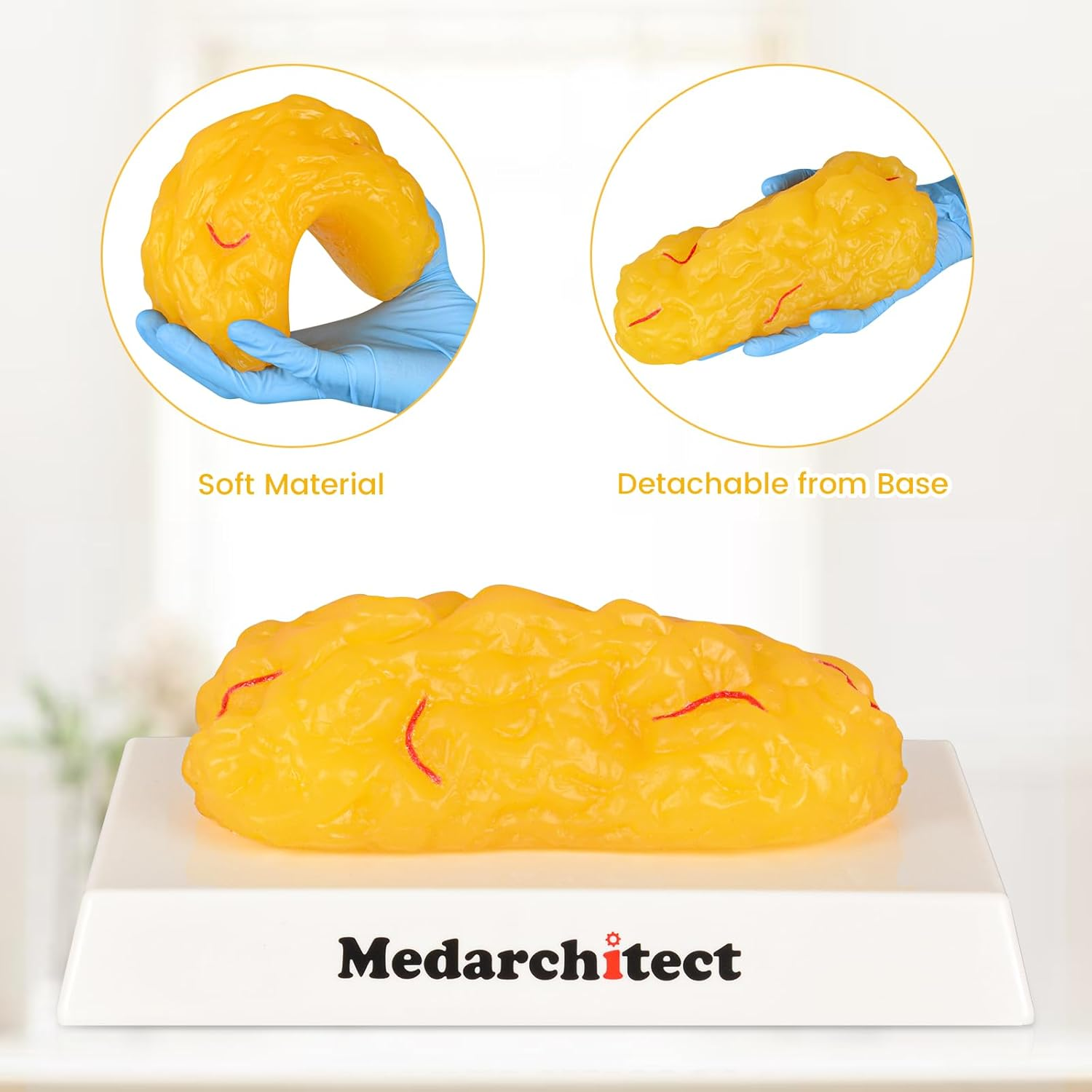 Authentic Human Body Fat Replica with Red Veins - 1 Lb, Keep Fit & Weight Loss Motivation & Reminder, Human Fatty Tissue Demonstration Model for Nutritionist, Science Course for Medical Student image number 2