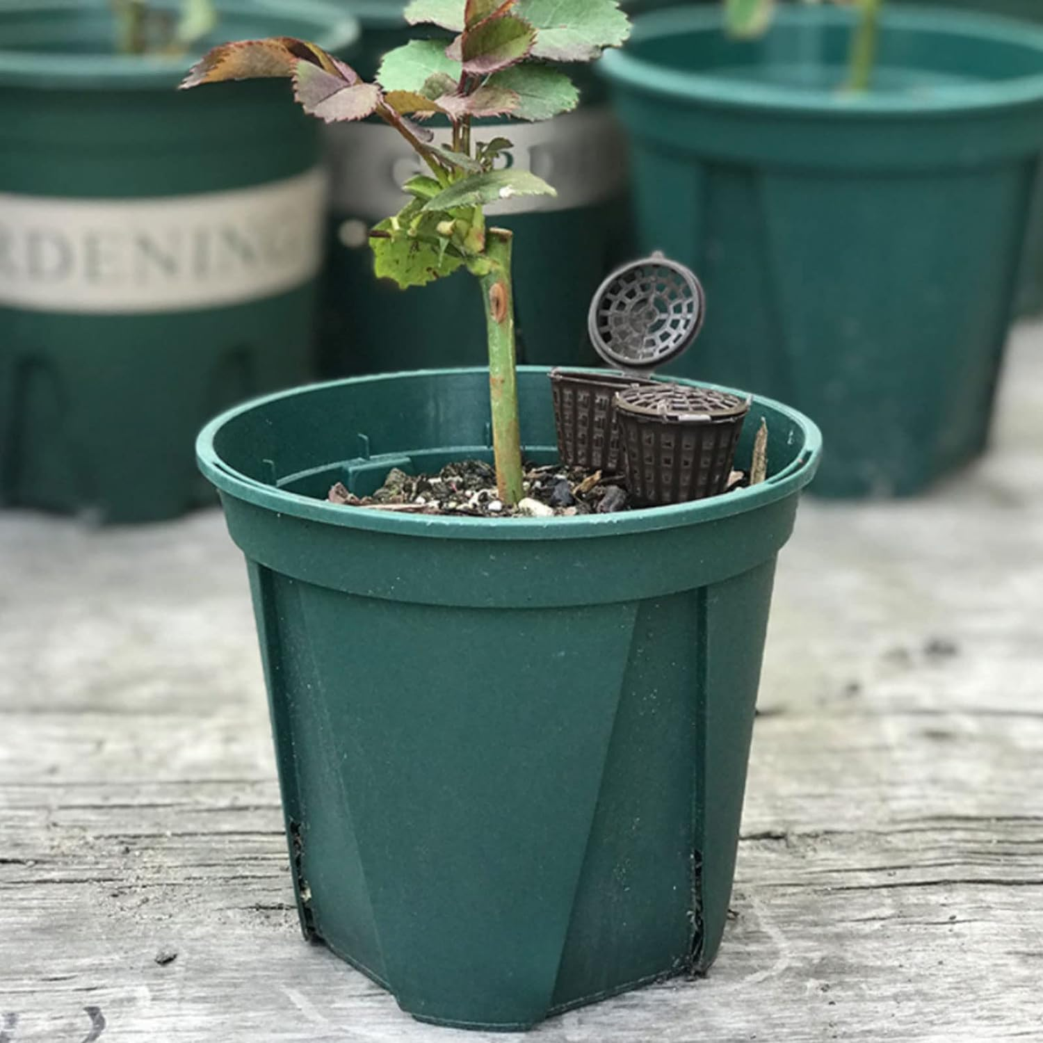 Alvinlite Fertilizer Basket Fertilizer Mesh Baskets Planting Nutrition Cups with Cover Garden Fertilizers with Lid for Osmocote Orchid Bonsai Flower Plant(50Pcs) image number 2